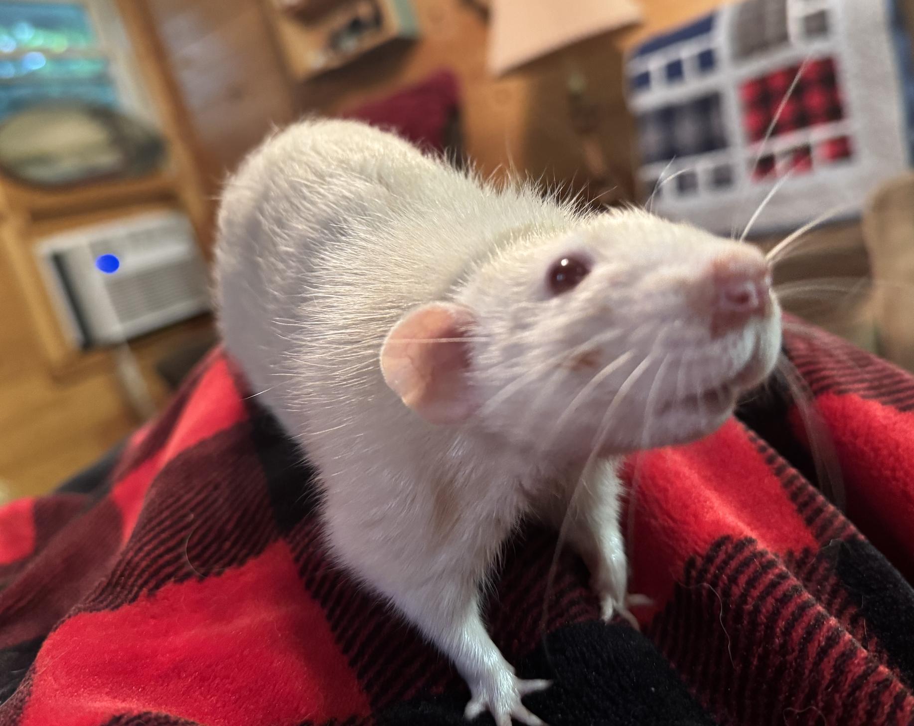 Mozzarella, adopted, Adult Male Rat.