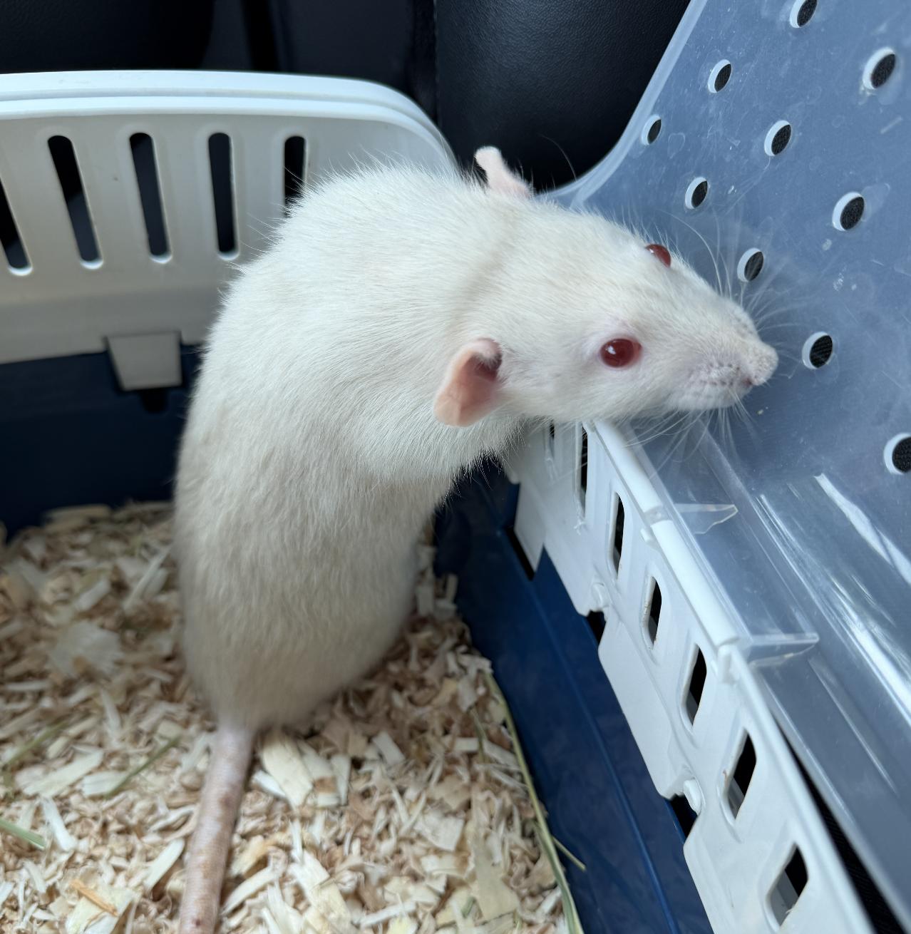 Mozzarella, an adopted Rat in Minneapolis, MN image 2/2