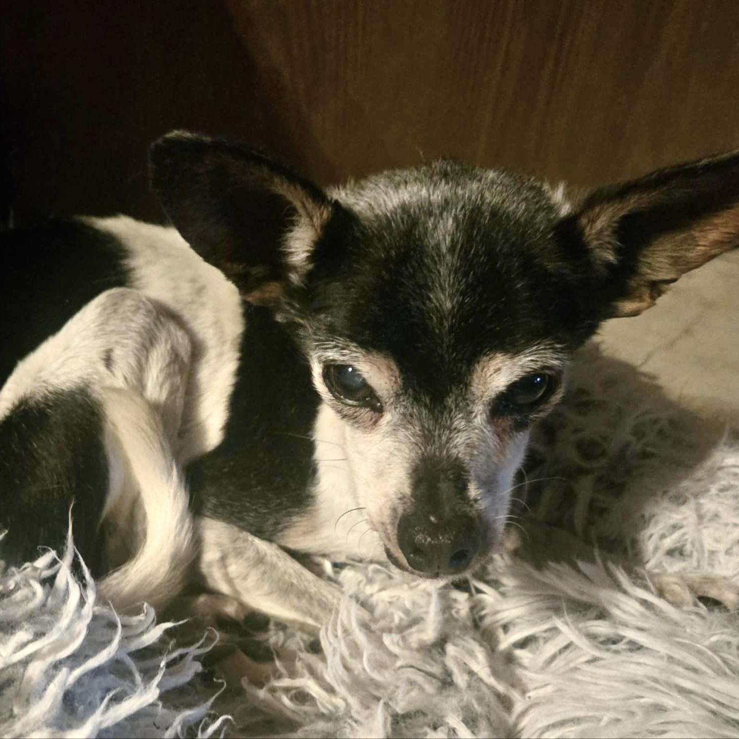Buddy photo 3