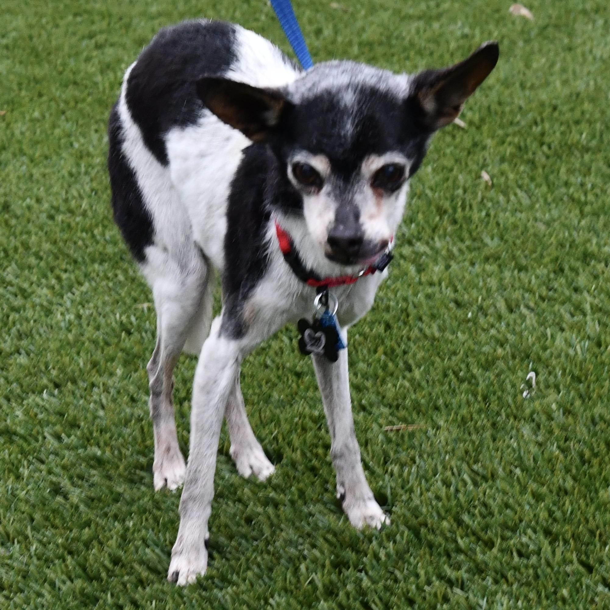 Buddy photo 5