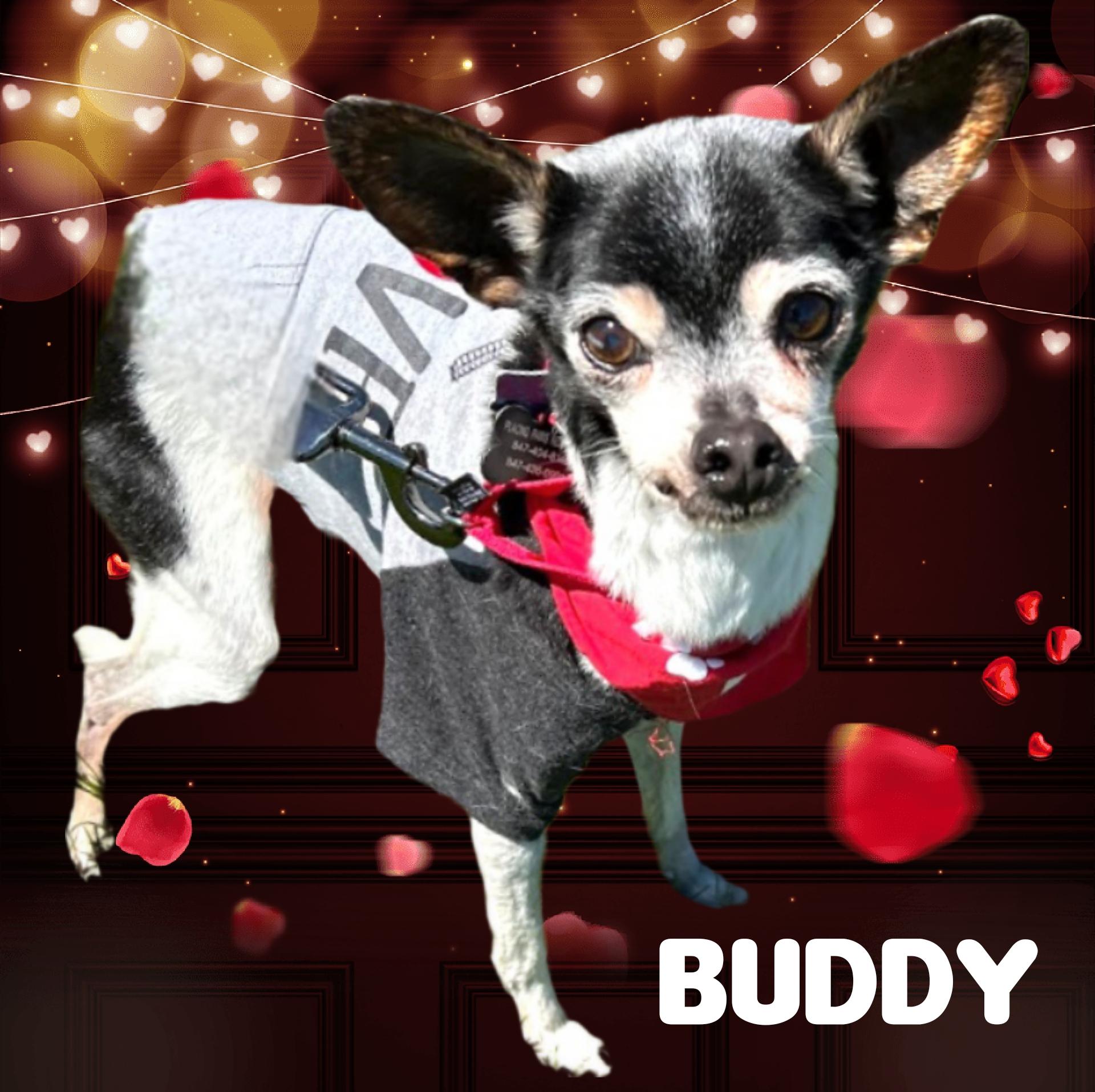 Buddy photo 6