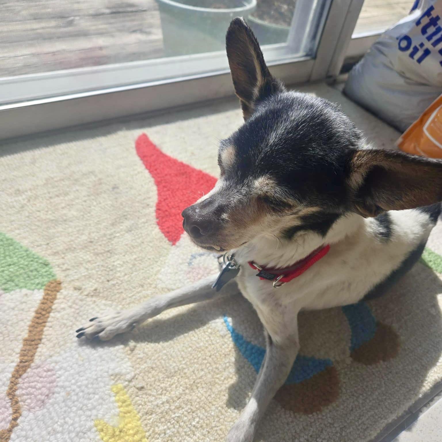 Buddy photo 4