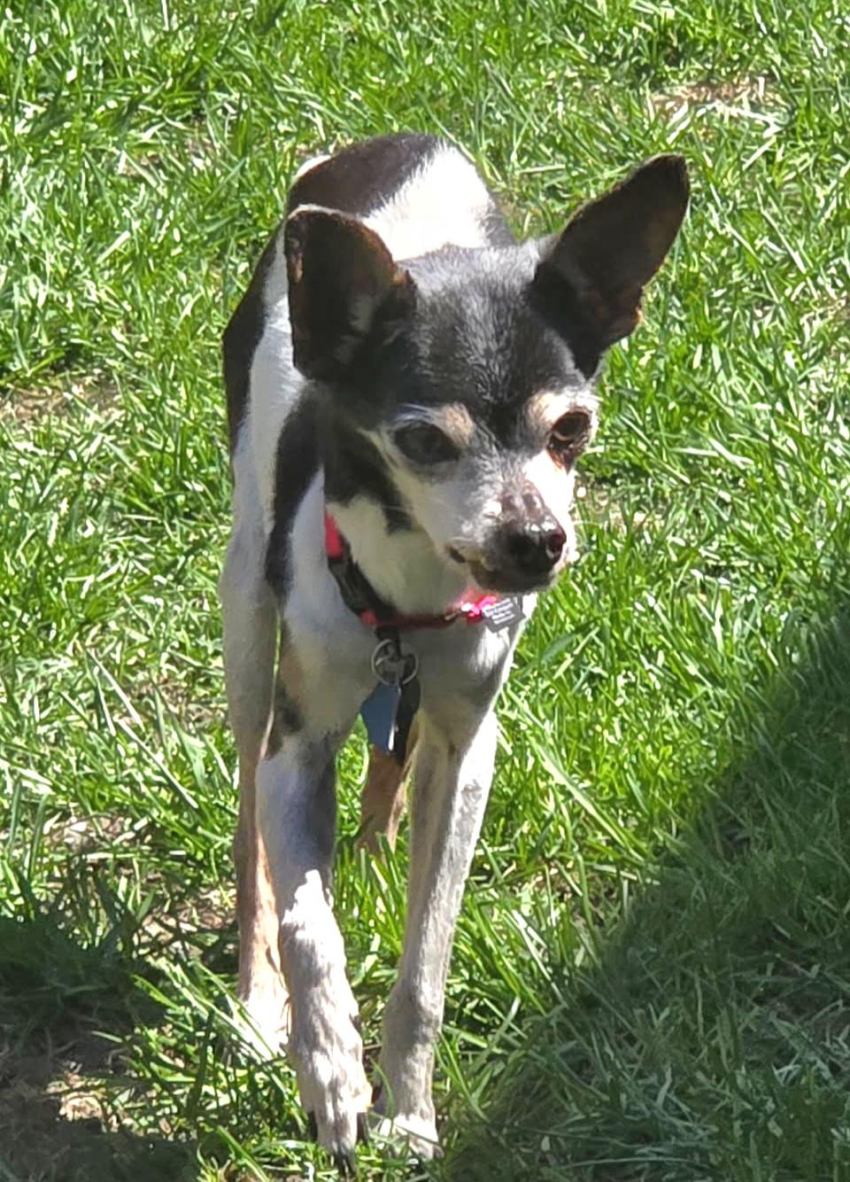 Buddy, Senior Male Rat Terrier