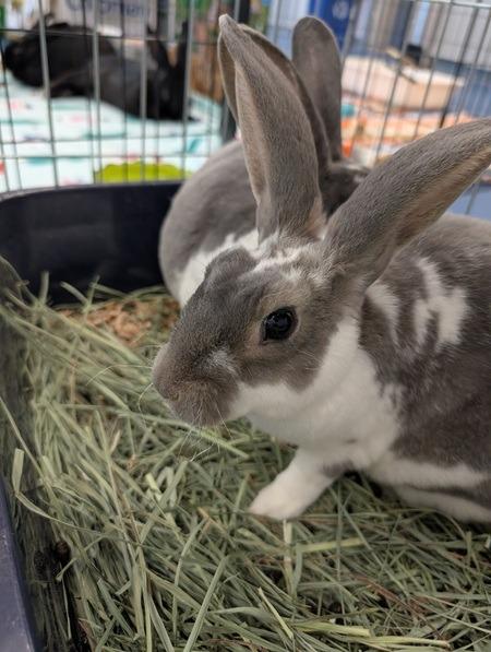 Enlarge Thumpkin, an adopted Mini Rex in Folsom, CA image 1/1