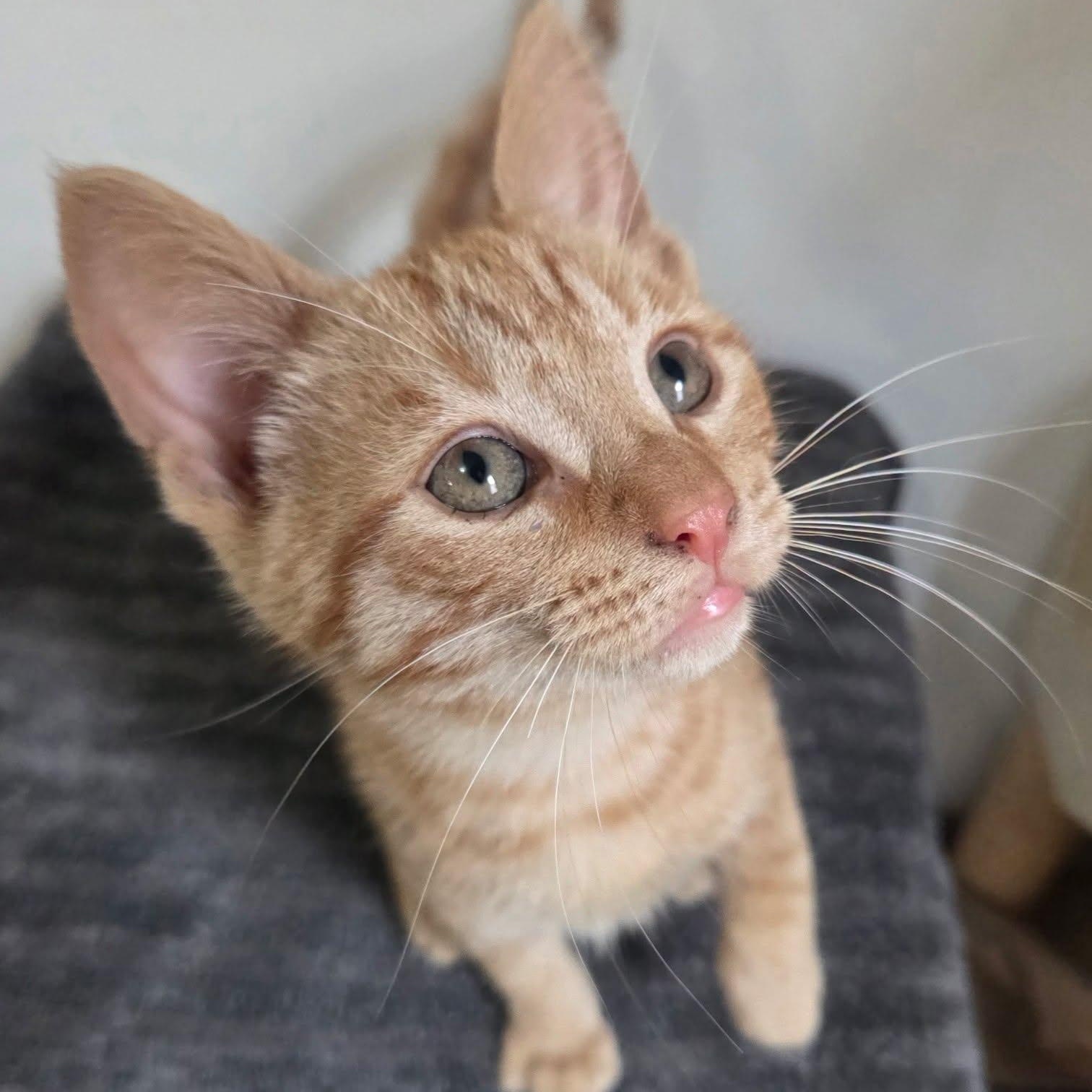 Francis, a Adoptable Tabby in Manistique, MI image 2/2