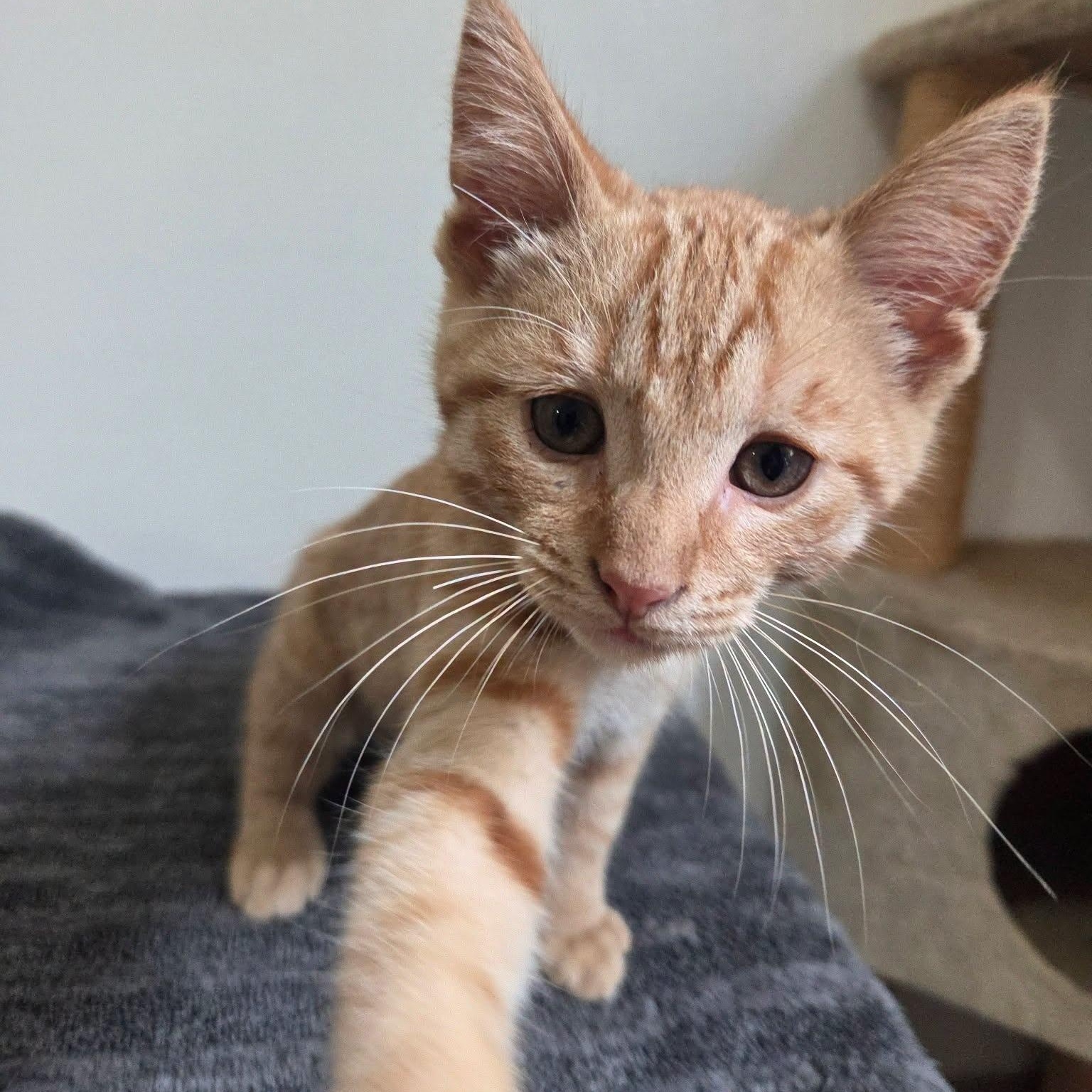 Francis, a Adoptable Tabby in Manistique, MI image 1/2
