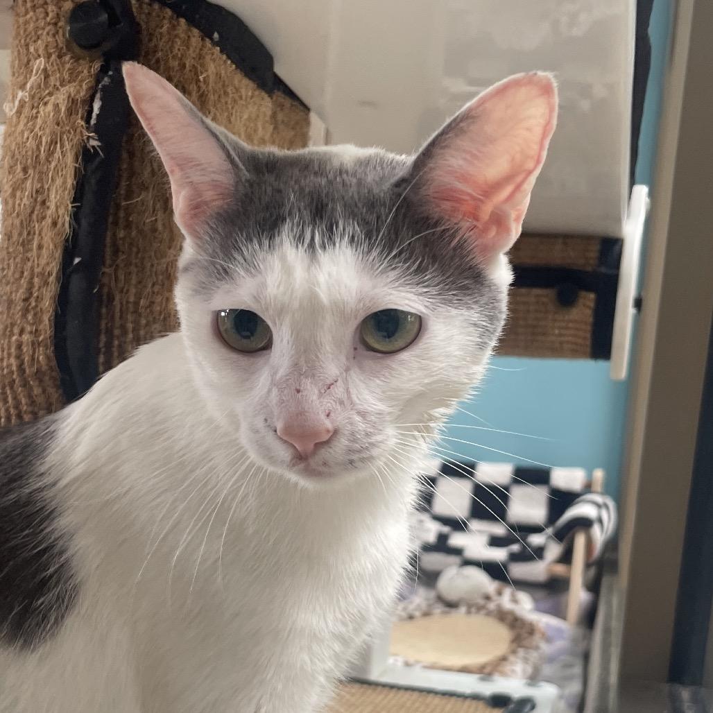 Enlarge Longstart, a Adoptable Domestic Short Hair in Chicago, IL image 1/2