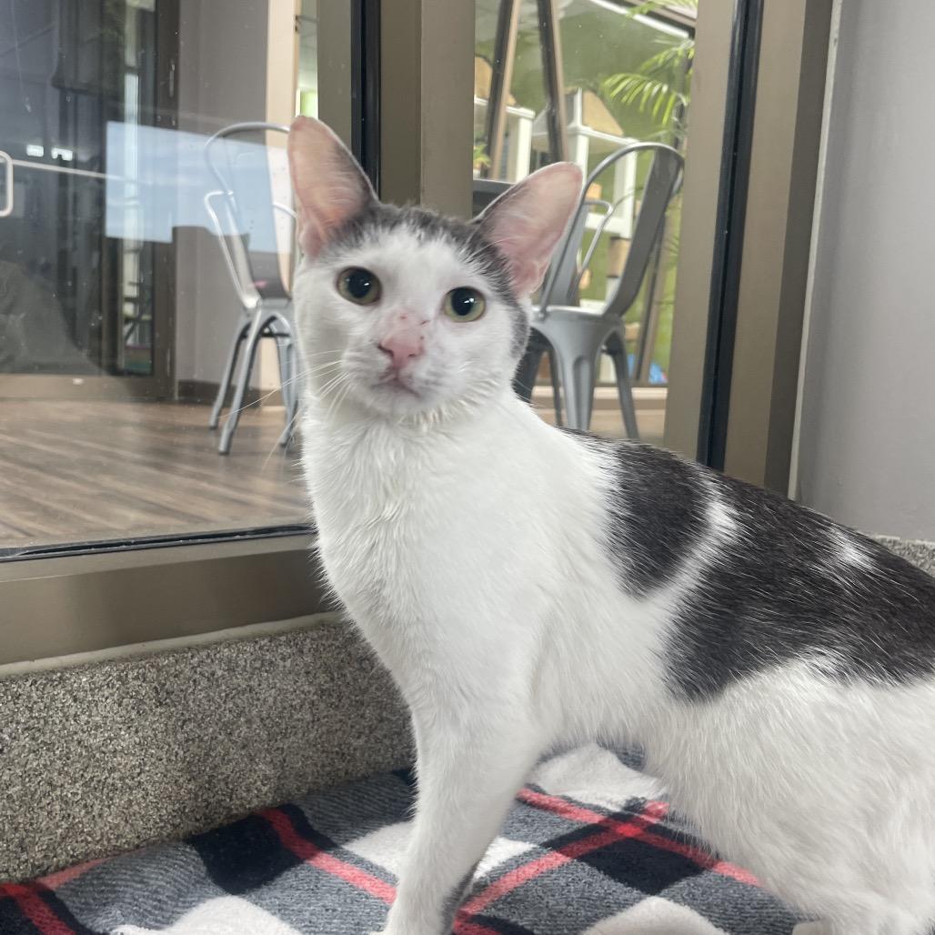 Enlarge Longstart, a Adoptable Domestic Short Hair in Chicago, IL image 2/2