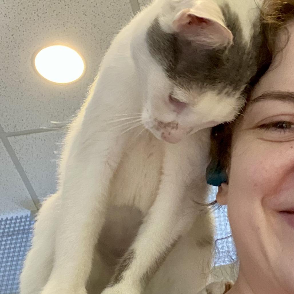 Enlarge Longstart, a Adoptable Domestic Short Hair in Chicago, IL image 2/3