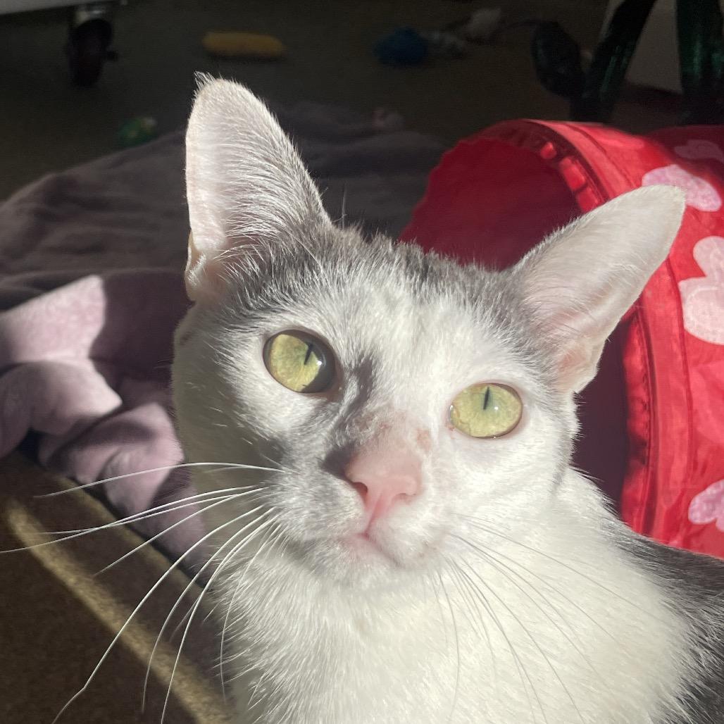 Enlarge Longstart, a Adoptable Domestic Short Hair in Chicago, IL image 3/3