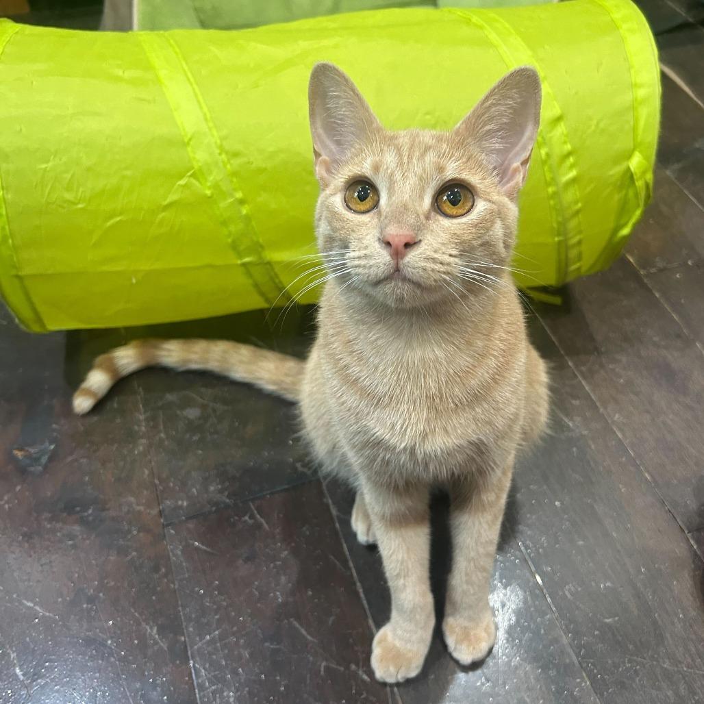 Bartholomew, Adoptable, Young Male Domestic Short Hair.