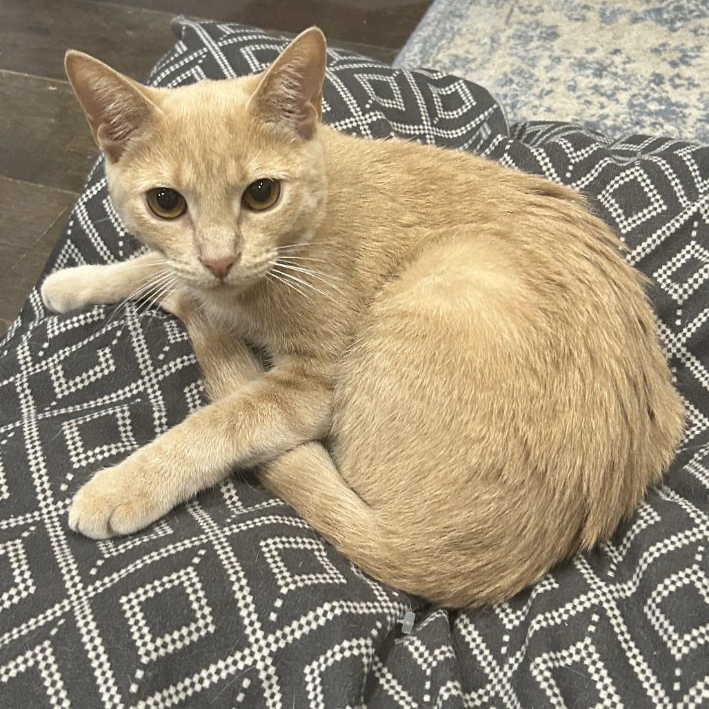 Enlarge Bartholomew, a Adoptable Domestic Short Hair in New York, NY image 2/6