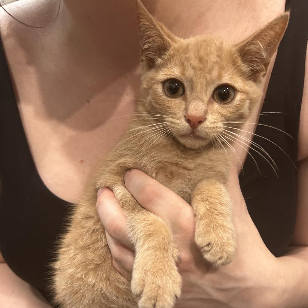 Enlarge Bartholomew, a Adoptable Domestic Short Hair in New York, NY image 5/6