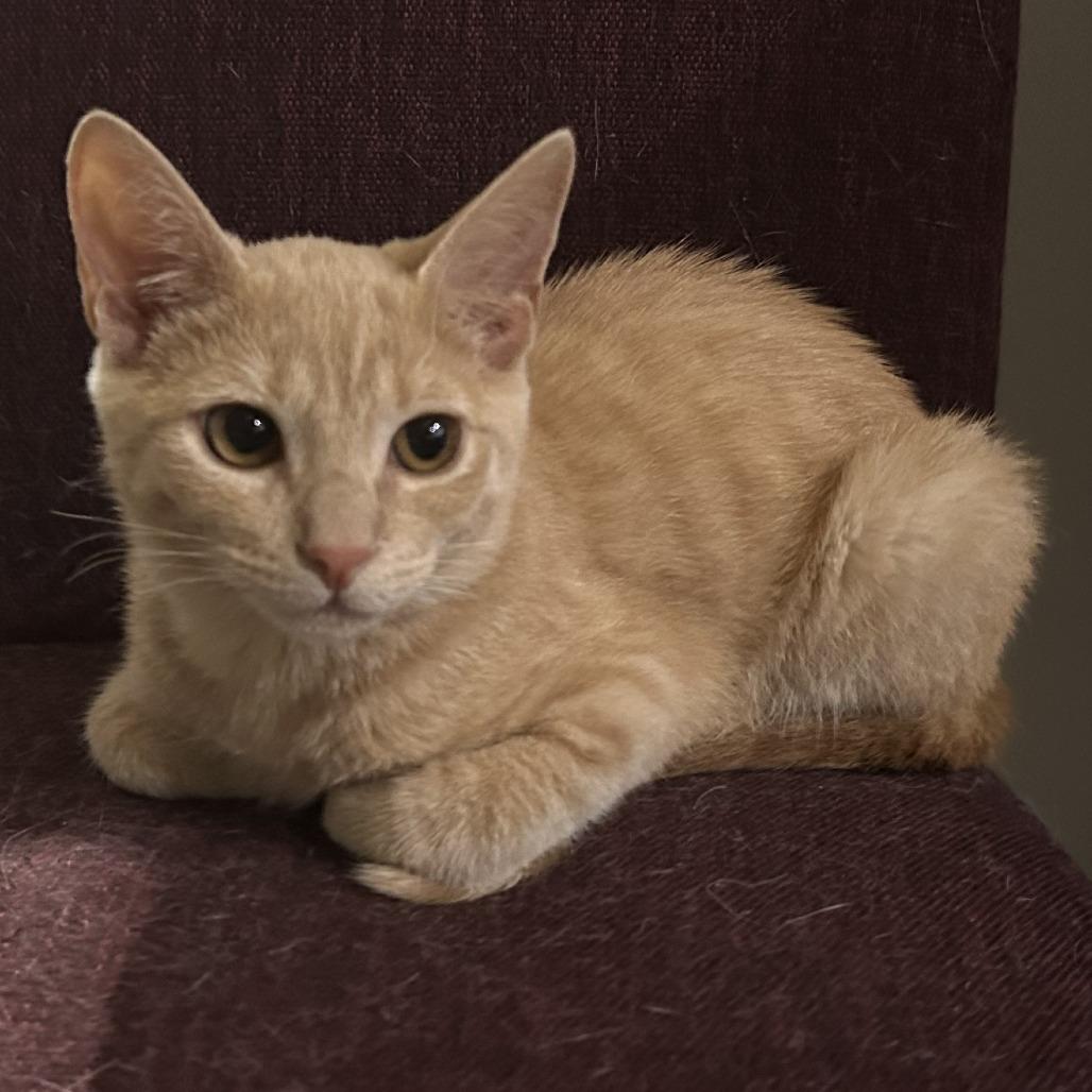 Enlarge Bartholomew, a Adoptable Domestic Short Hair in New York, NY image 6/6