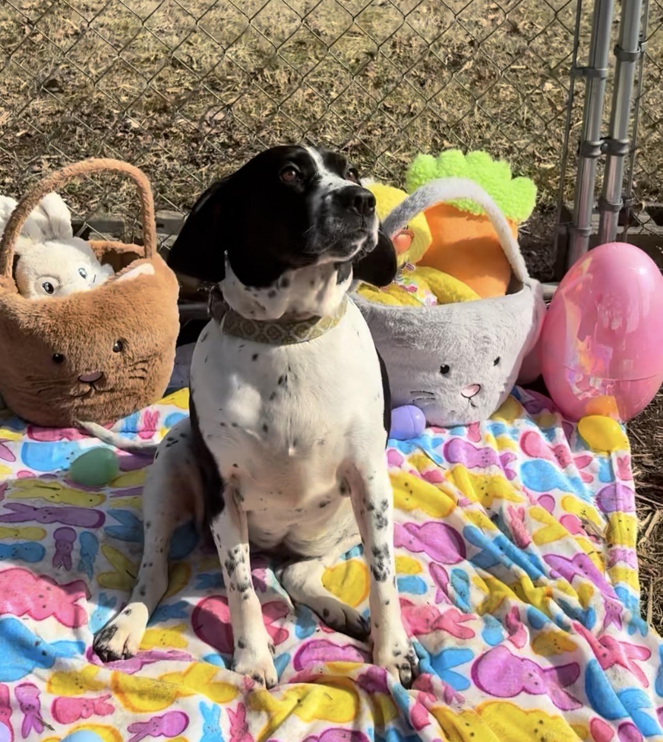 Enlarge Gracie , a ADOPTABLE Spaniel in Indiana, PA image 3/6