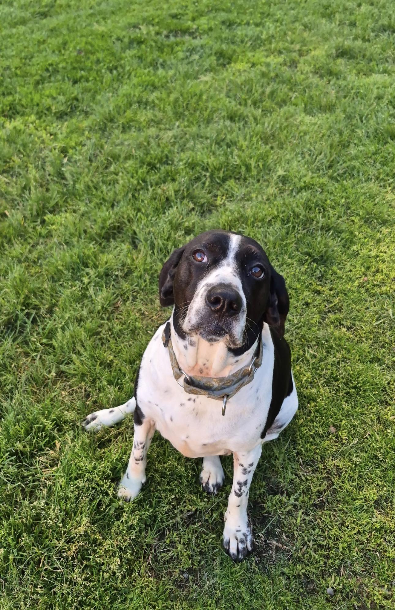 Enlarge Gracie , a ADOPTABLE Spaniel in Indiana, PA image 2/6