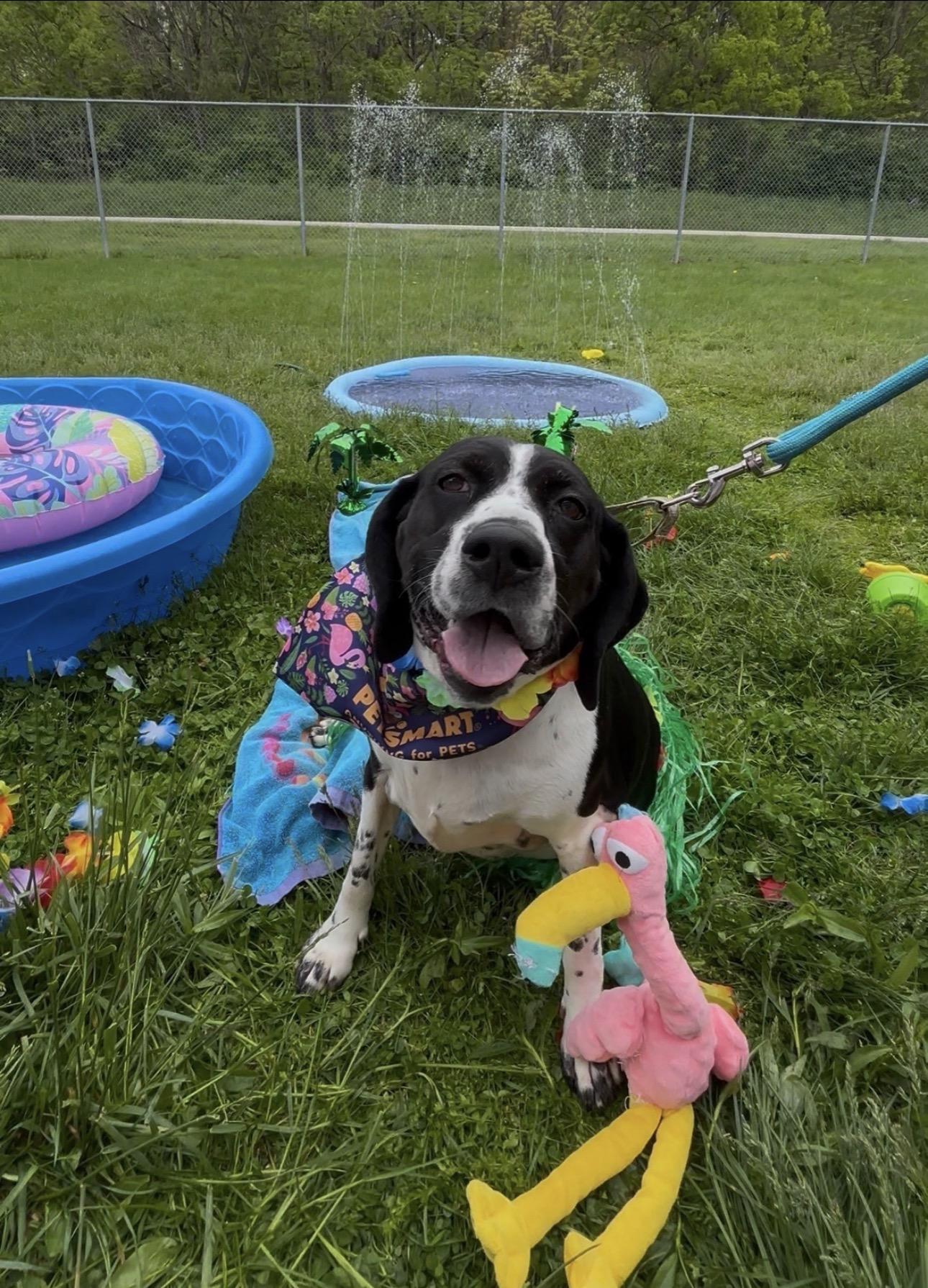 Gracie , ADOPTABLE, Adult Female Spaniel.