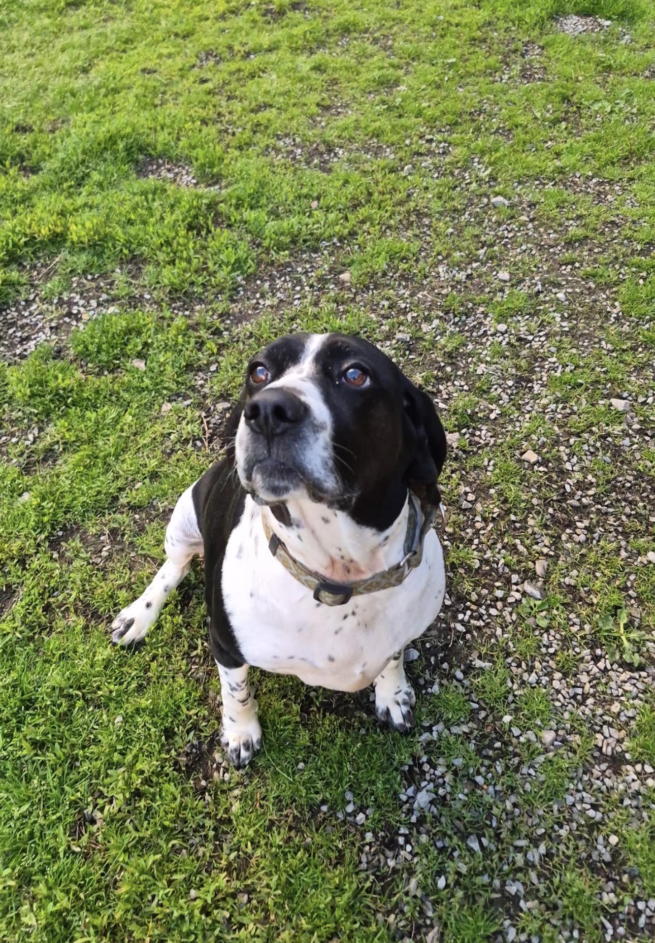 Enlarge Gracie , a ADOPTABLE Spaniel in Indiana, PA image 5/6