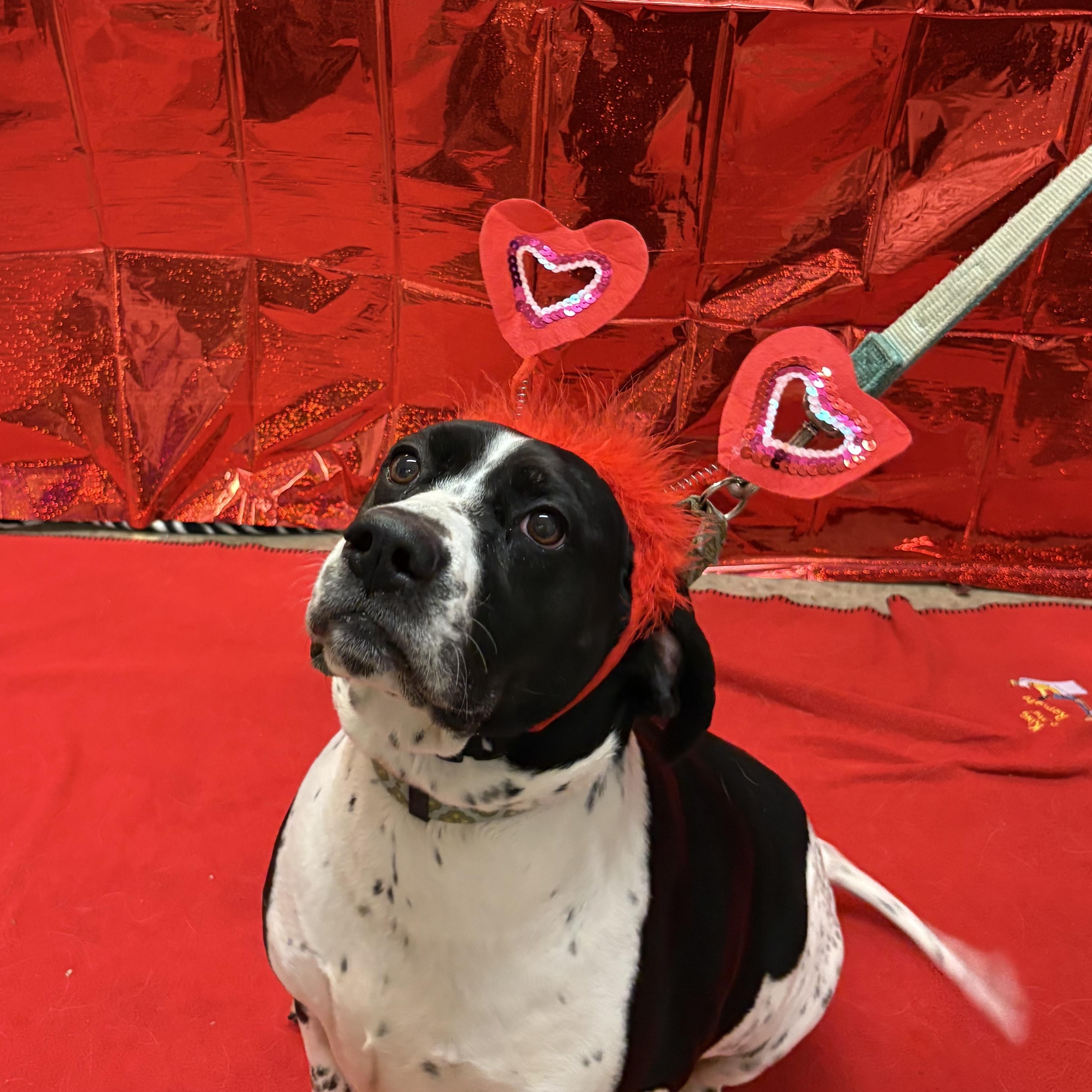 Enlarge Gracie , a ADOPTABLE Spaniel in Indiana, PA image 4/6