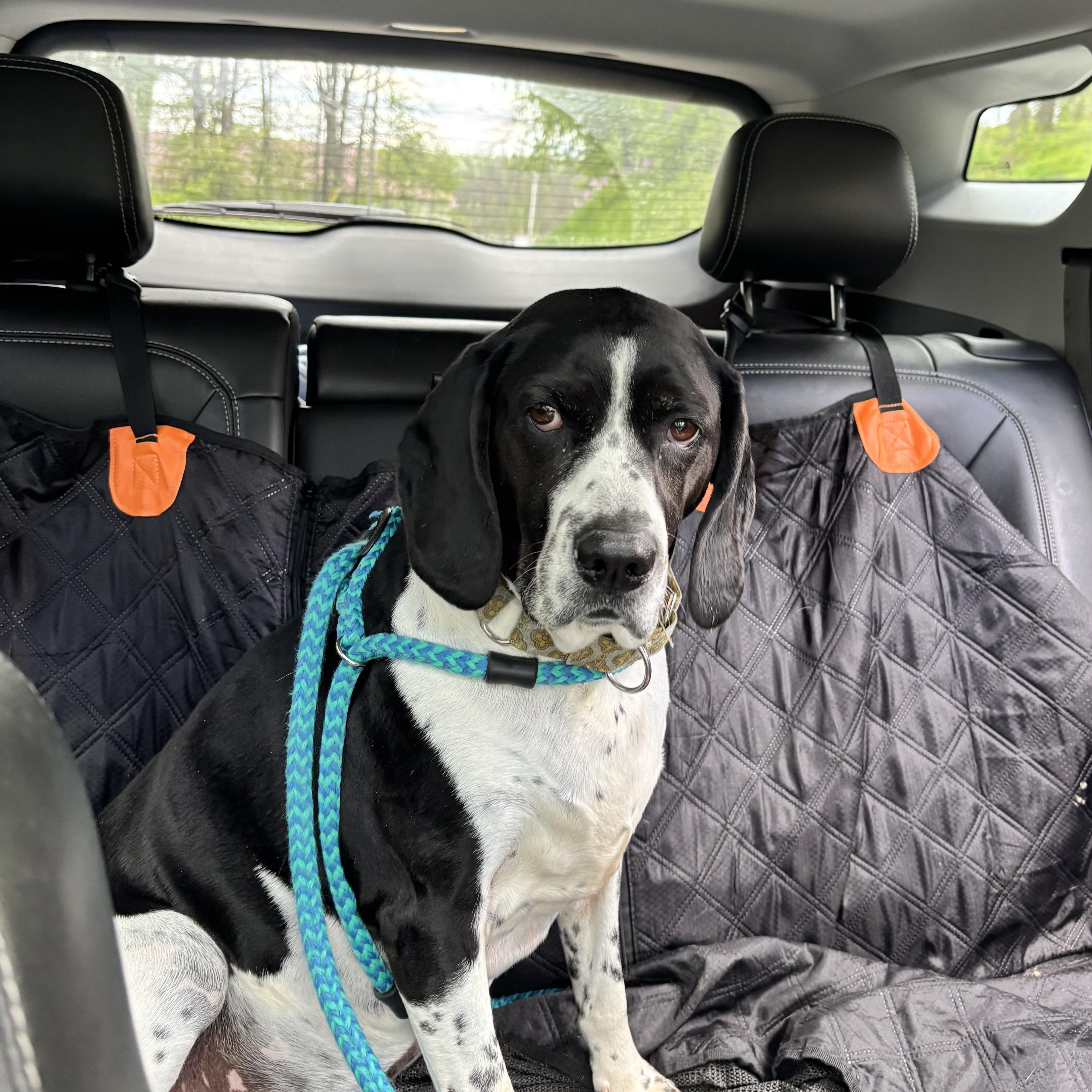 Enlarge Gracie , a ADOPTABLE Spaniel in Indiana, PA image 6/6