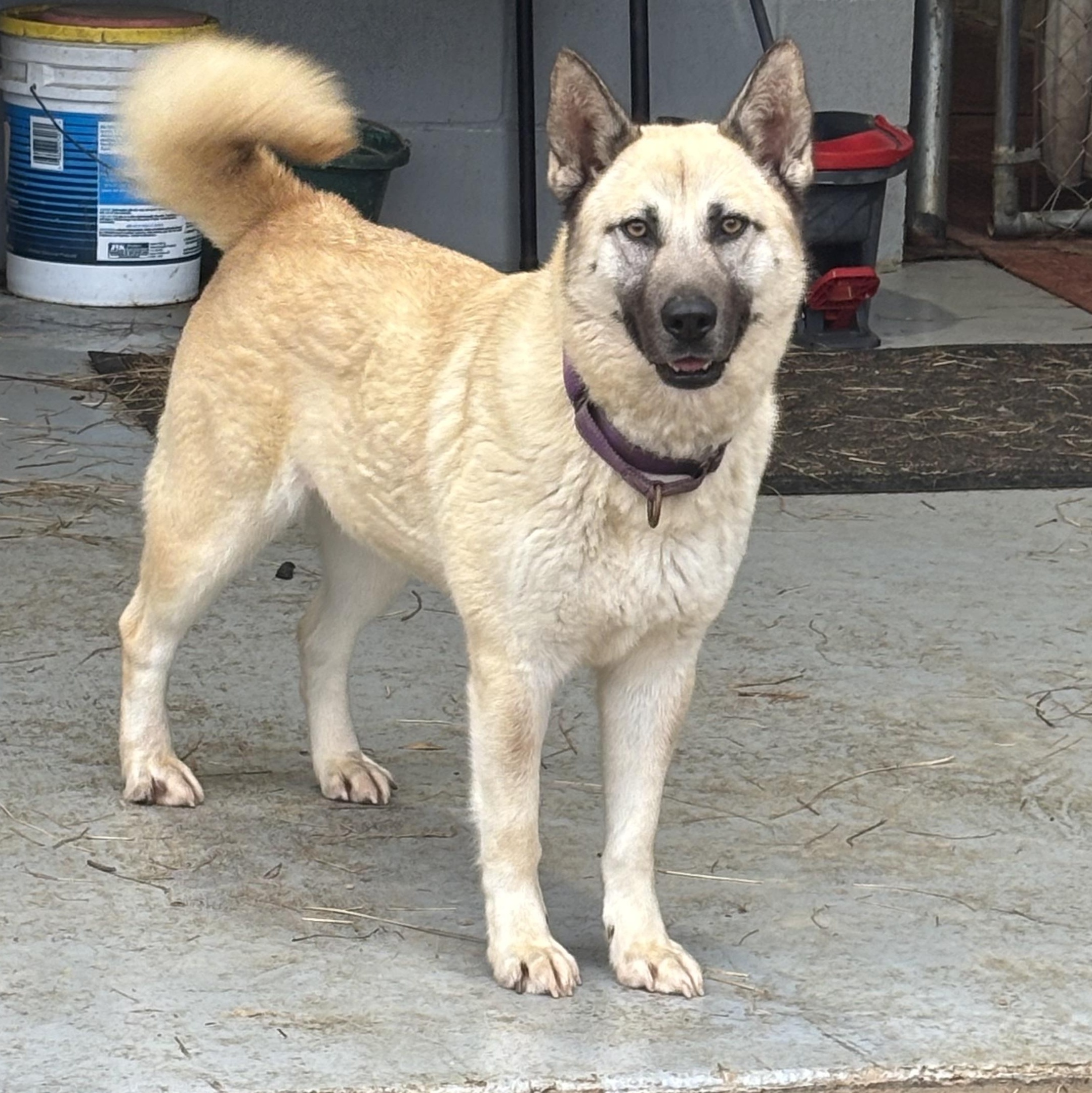Enlarge Stormy, a ADOPTABLE mixed breed in Coldspring, TX image 3/4
