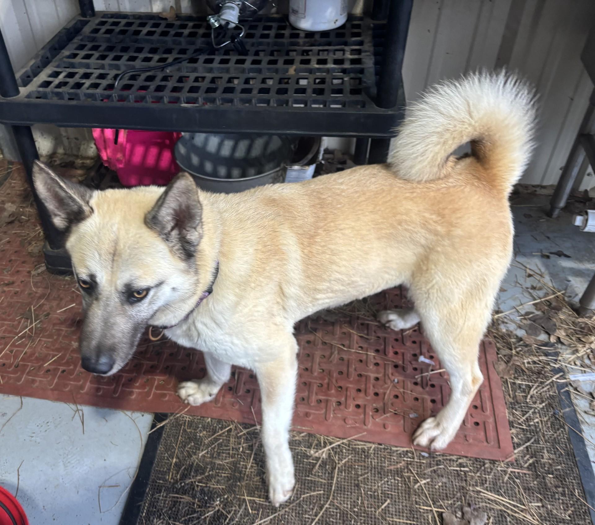 Enlarge Stormy, a ADOPTABLE mixed breed in Coldspring, TX image 2/4