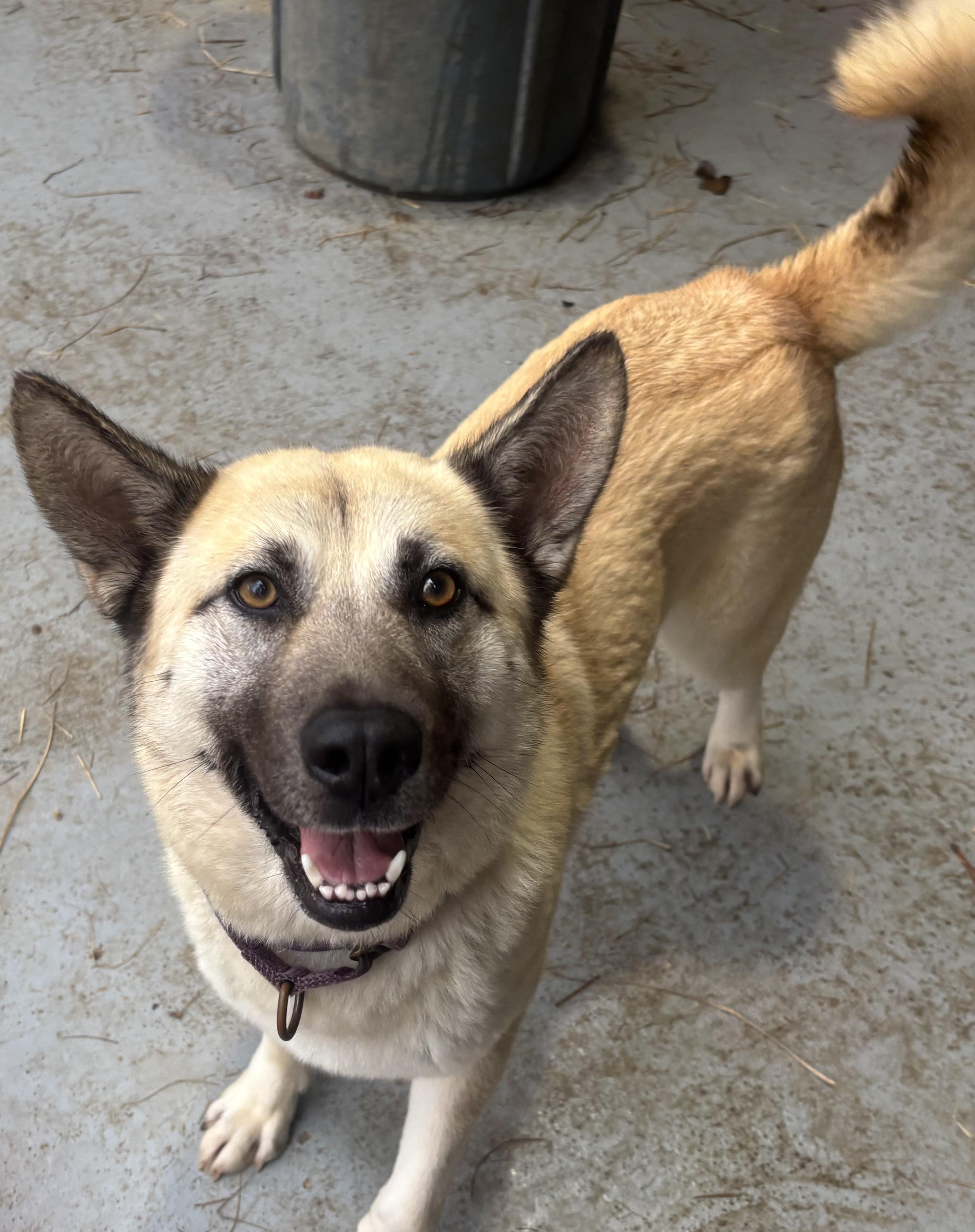 Enlarge Stormy, a ADOPTABLE mixed breed in Coldspring, TX image 4/4