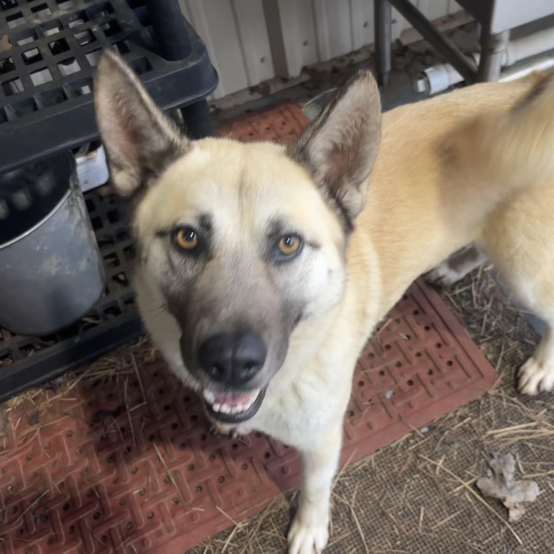 Stormy, ADOPTABLE, Young Female Mixed Breed.