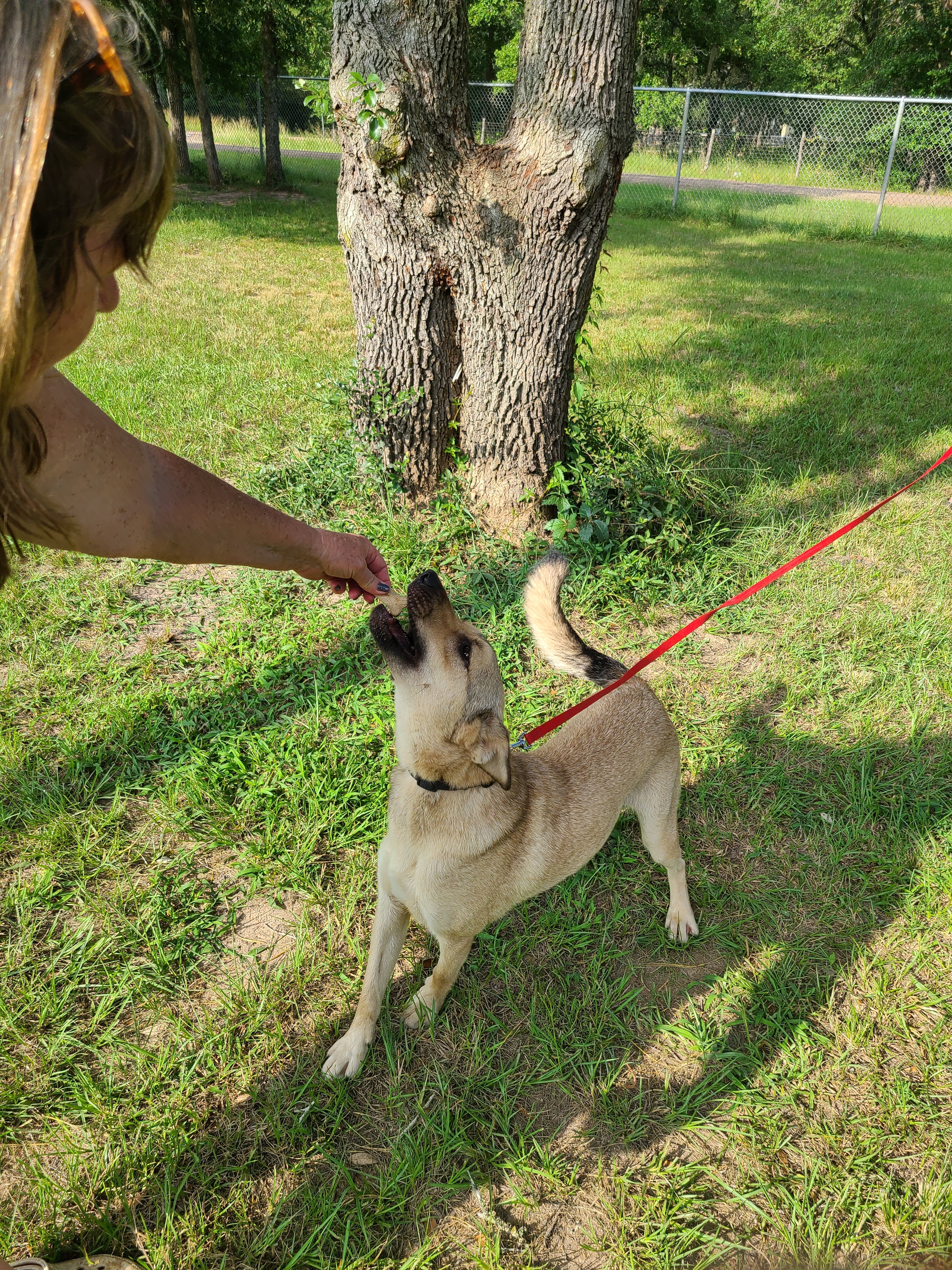 Xavier, a Adoptable mixed breed in Sheridan, TX image 1/10