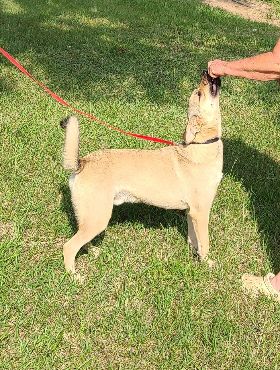 Xavier, a Adoptable mixed breed in Sheridan, TX image 2/10