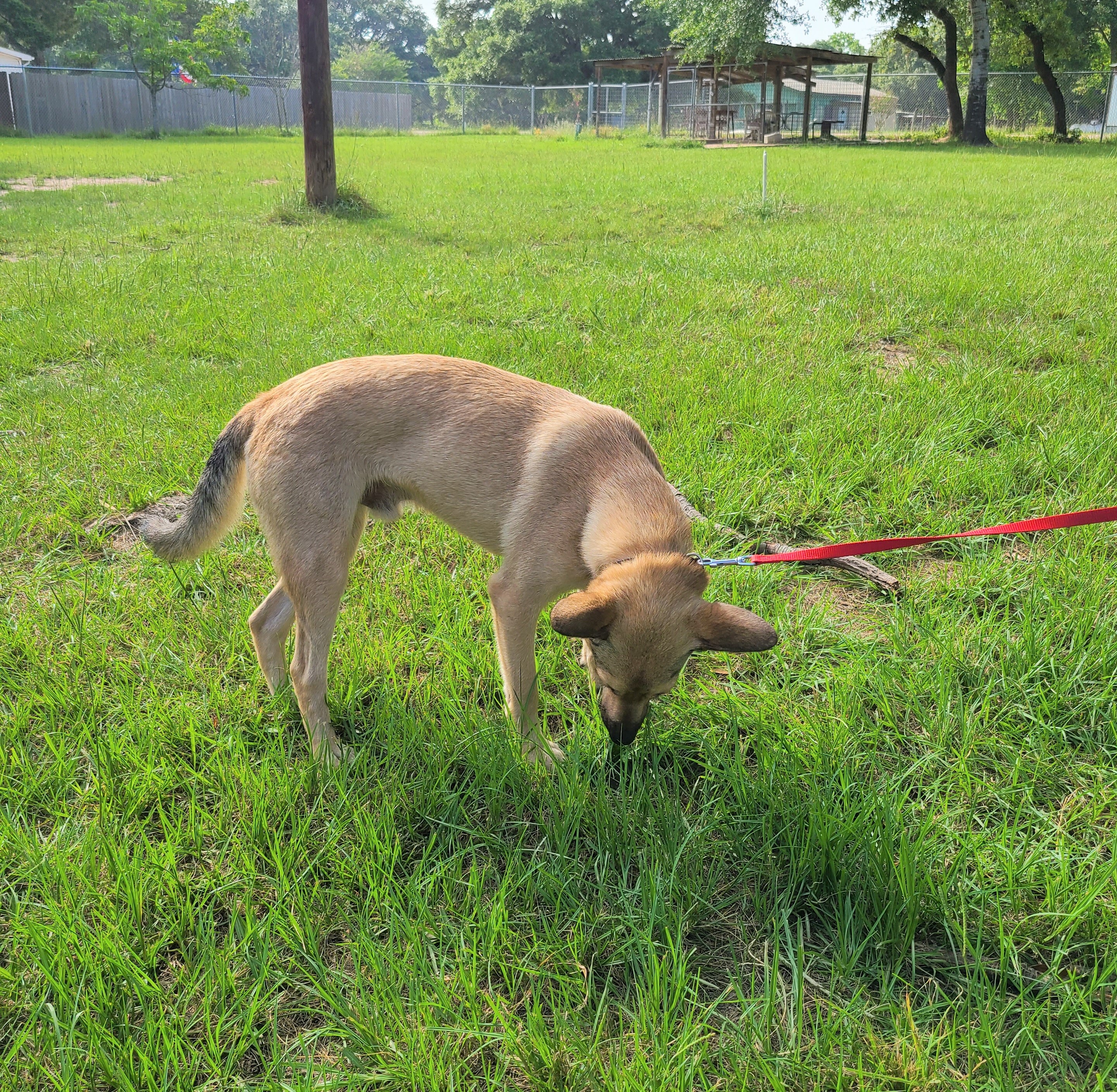 Xavier, Adoptable, Young Male German Shepherd Dog.