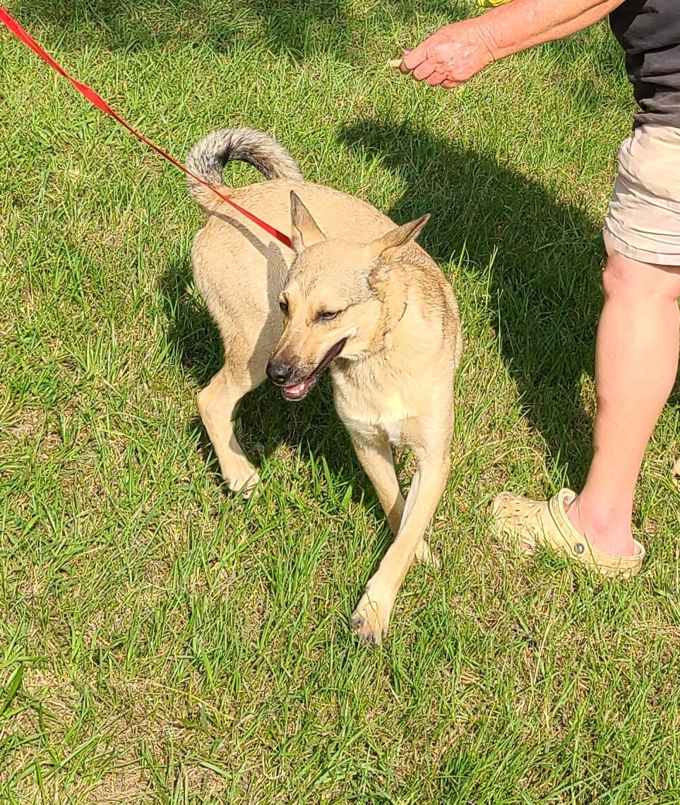 Xavier, a Adoptable mixed breed in Sheridan, TX image 4/10