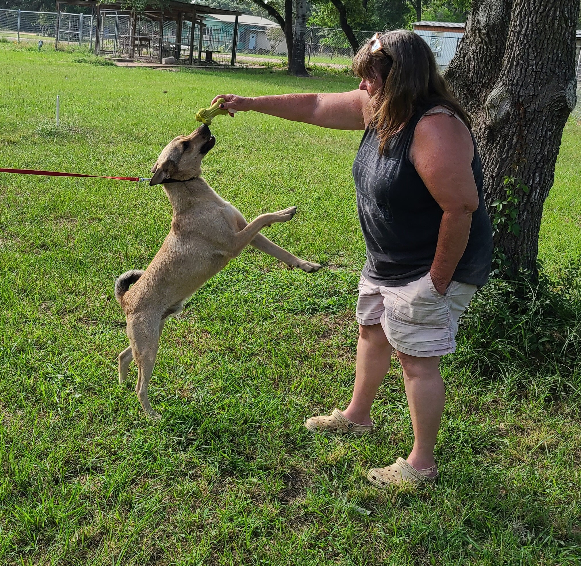 Xavier, a Adoptable mixed breed in Sheridan, TX image 5/10