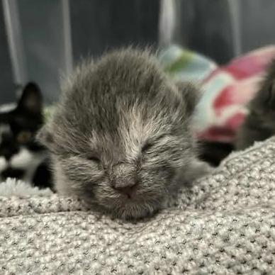 Rosie, Adoptable, Kitten Female Domestic Short Hair.