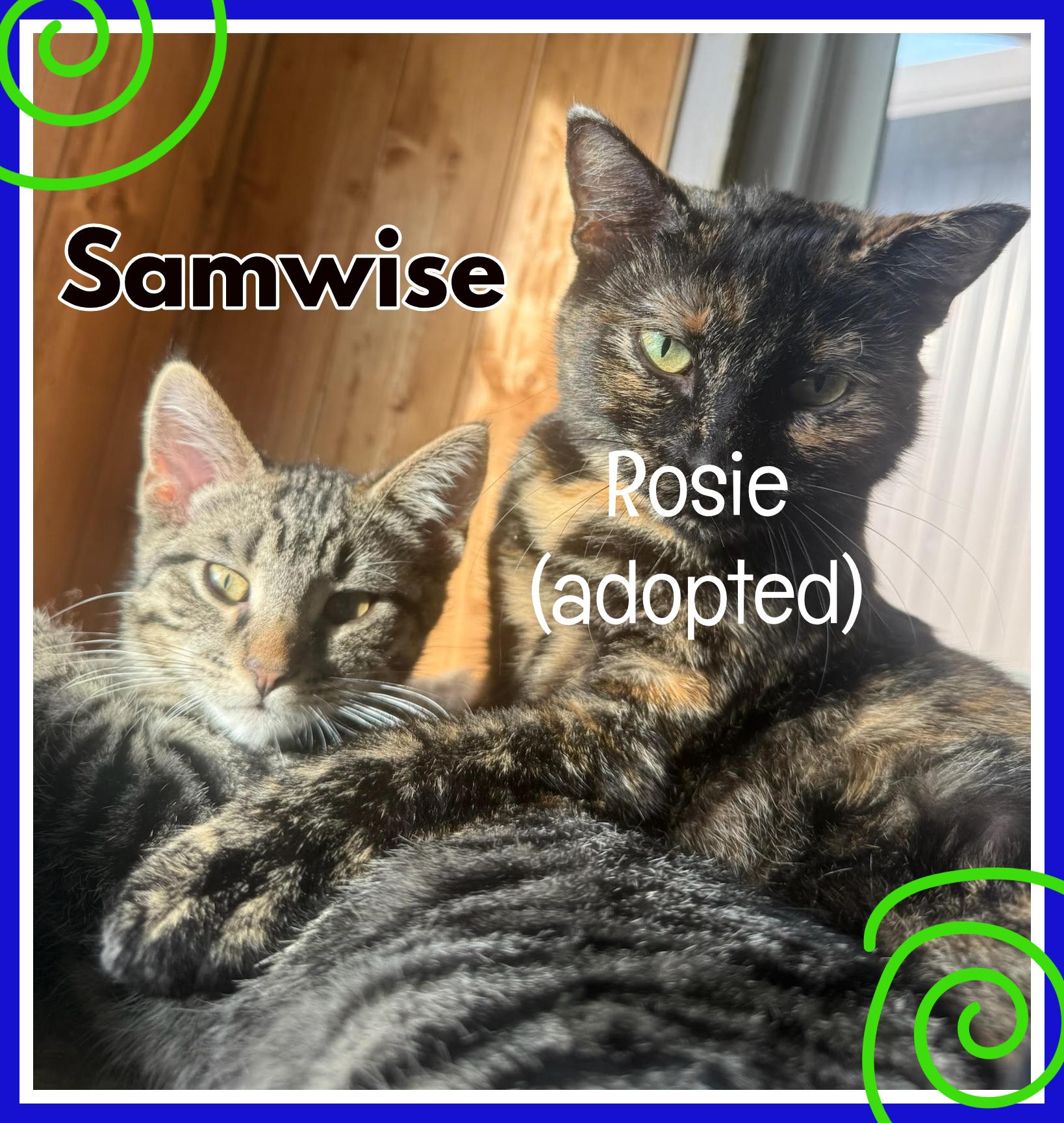 Samwise, ADOPTABLE, Young Male Domestic Short Hair.