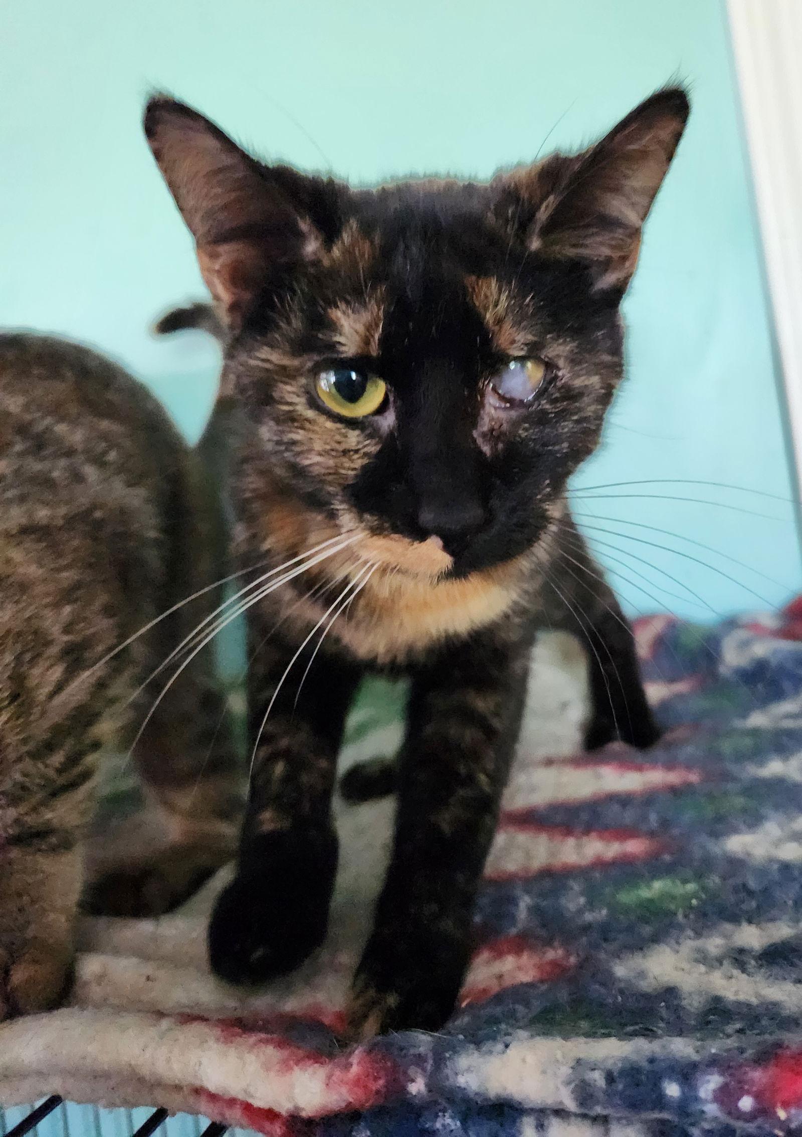 Babs, Adoptable, Young Female Domestic Short Hair.