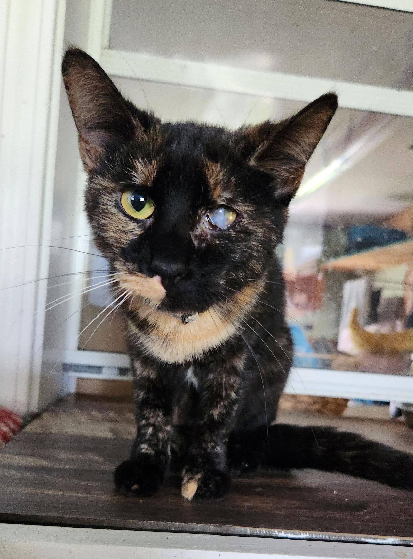 Enlarge Babs, a Adoptable Domestic Short Hair in Crossville, TN image 2/3