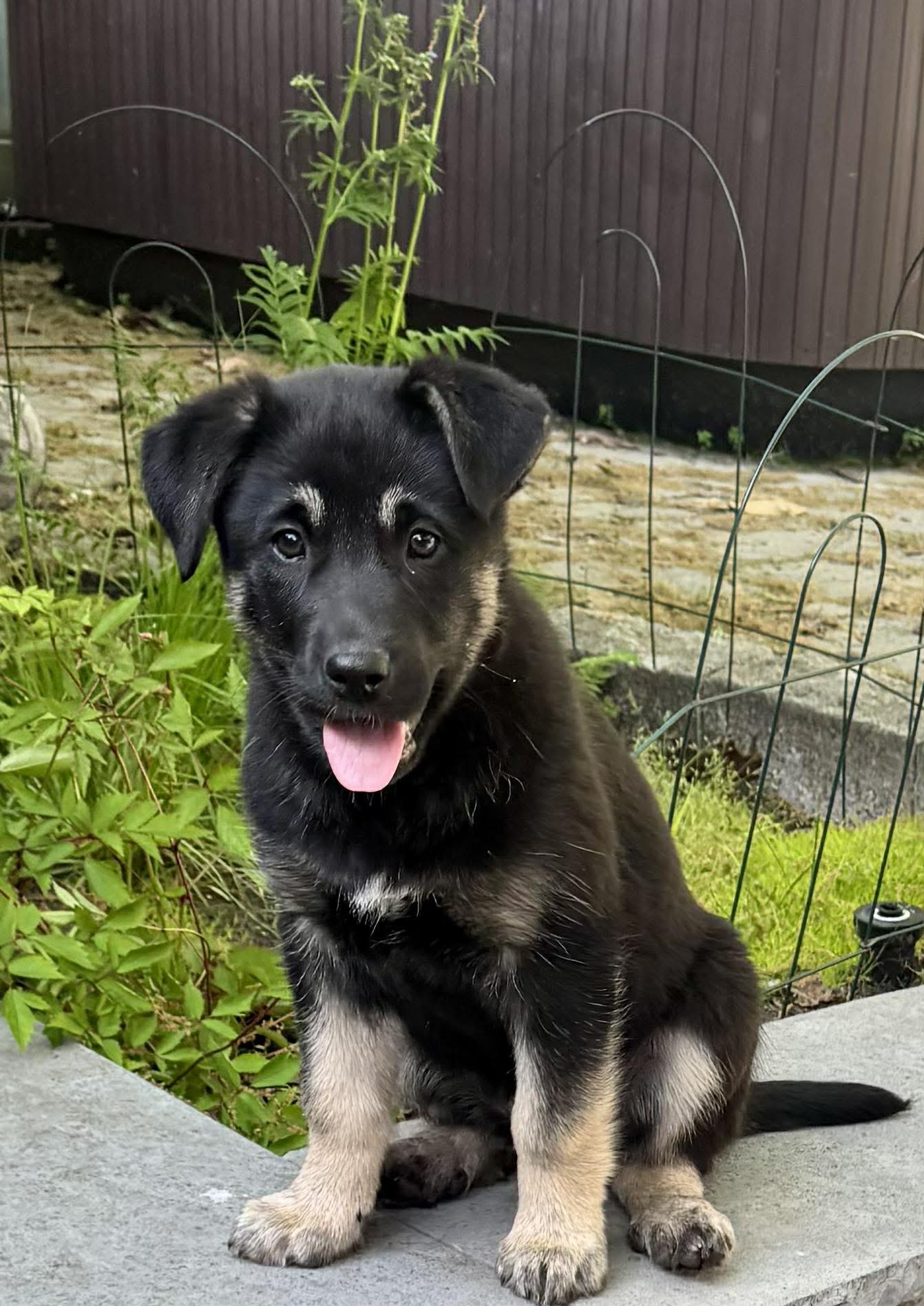 Bean, a ADOPTABLE mixed breed in Toronto, ON image 2/6