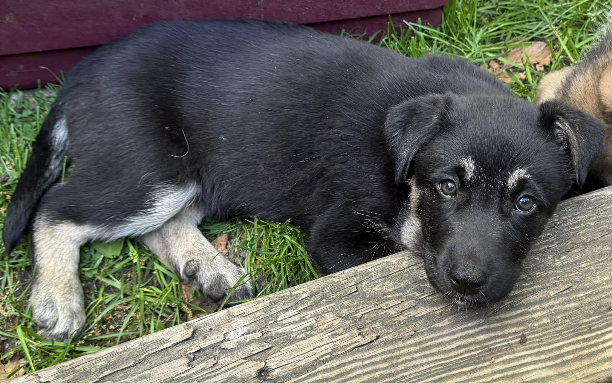 Bean, a ADOPTABLE mixed breed in Toronto, ON image 6/6