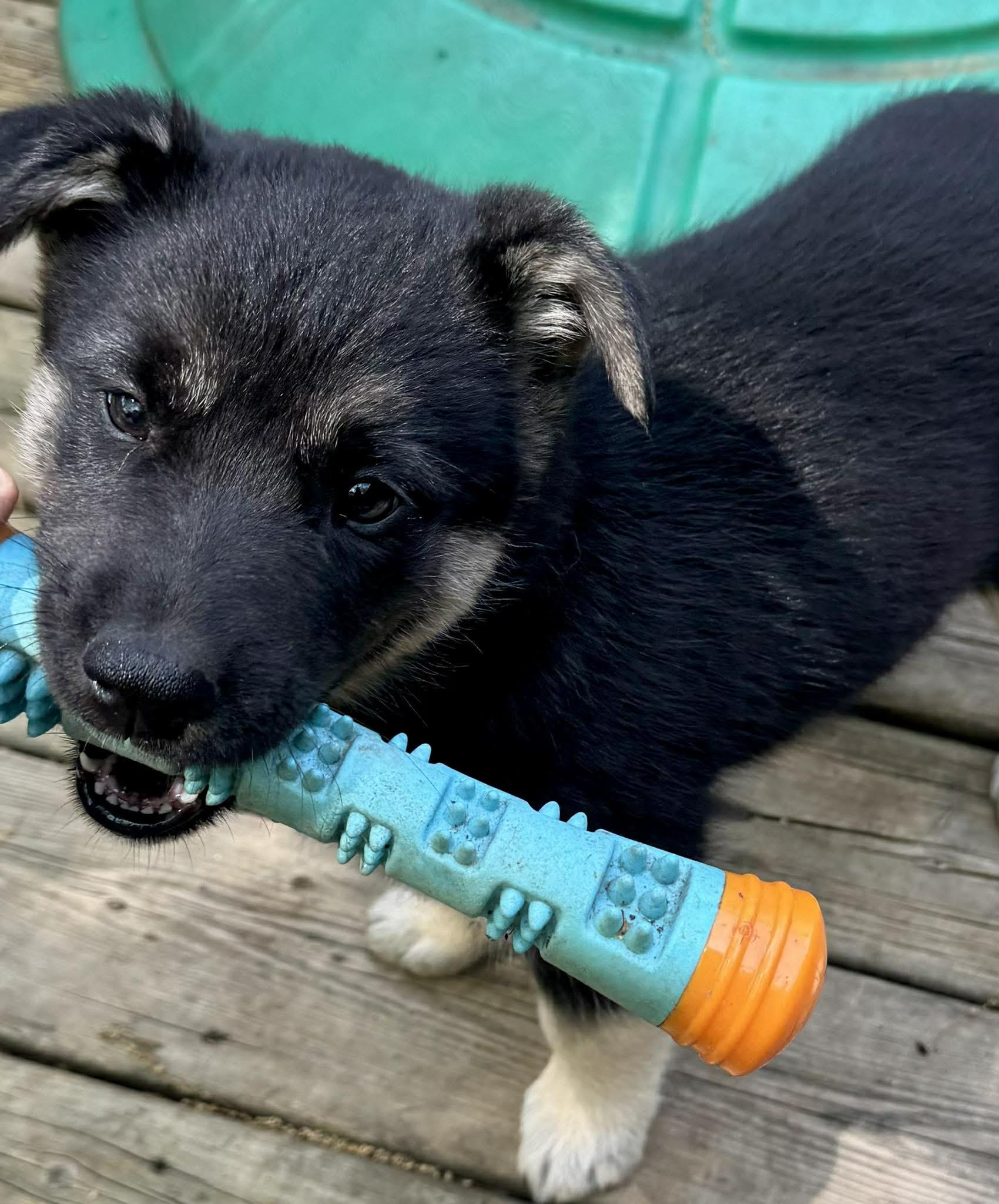 Bean, a ADOPTABLE mixed breed in Toronto, ON image 3/6