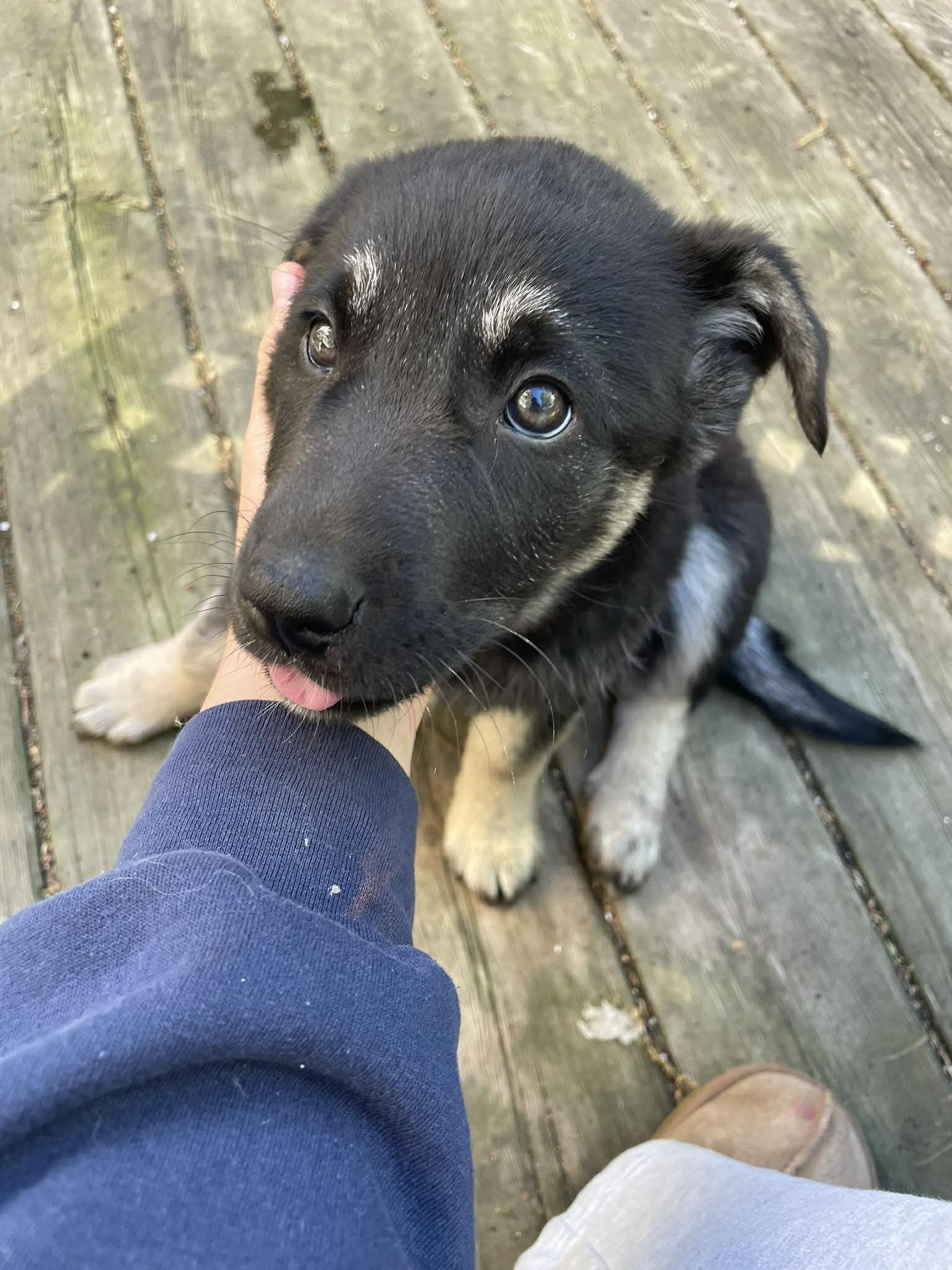 Bean, ADOPTABLE, Puppy Female German Shepherd Dog & Husky.