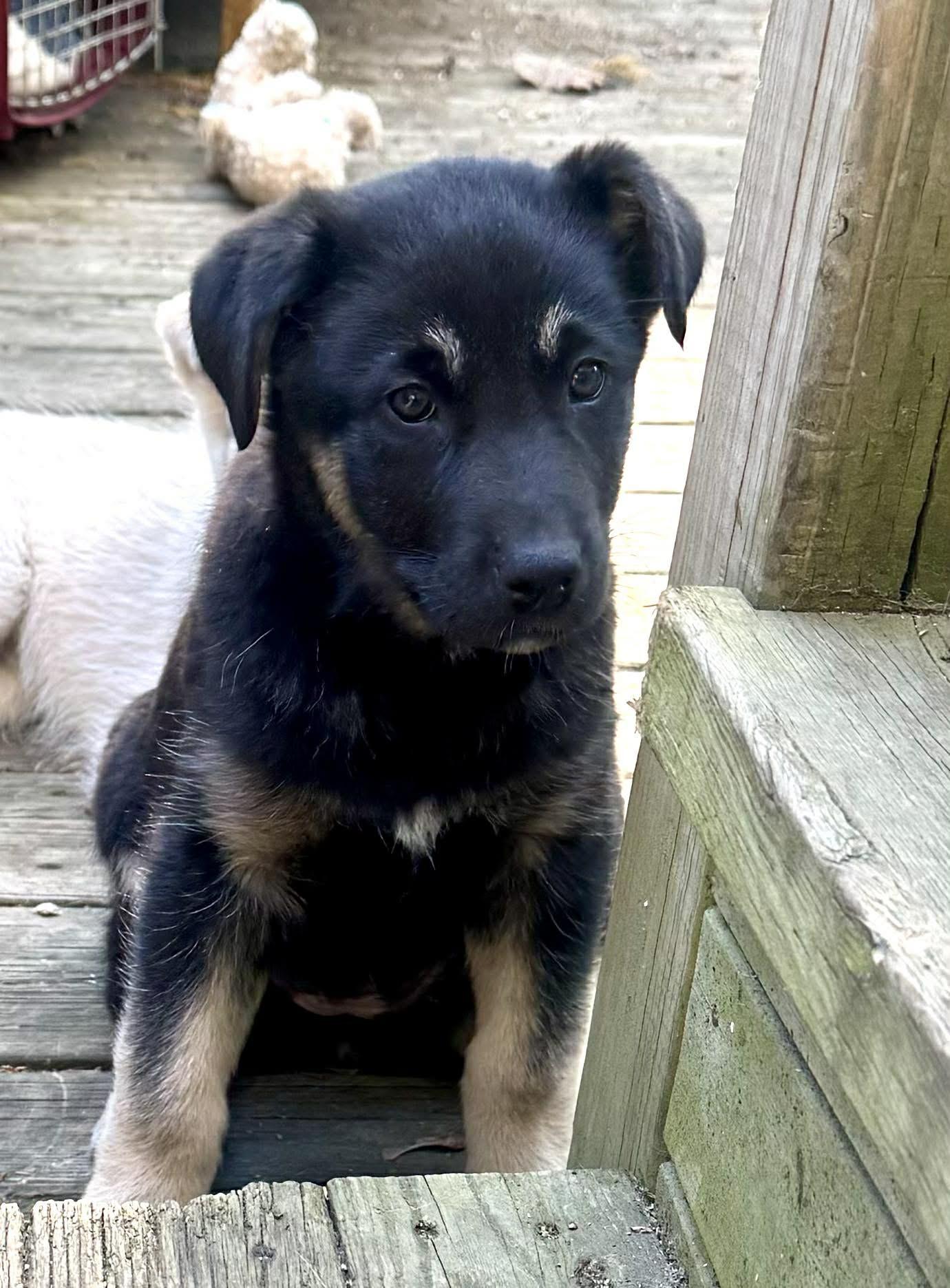 Bean, a ADOPTABLE mixed breed in Toronto, ON image 4/6