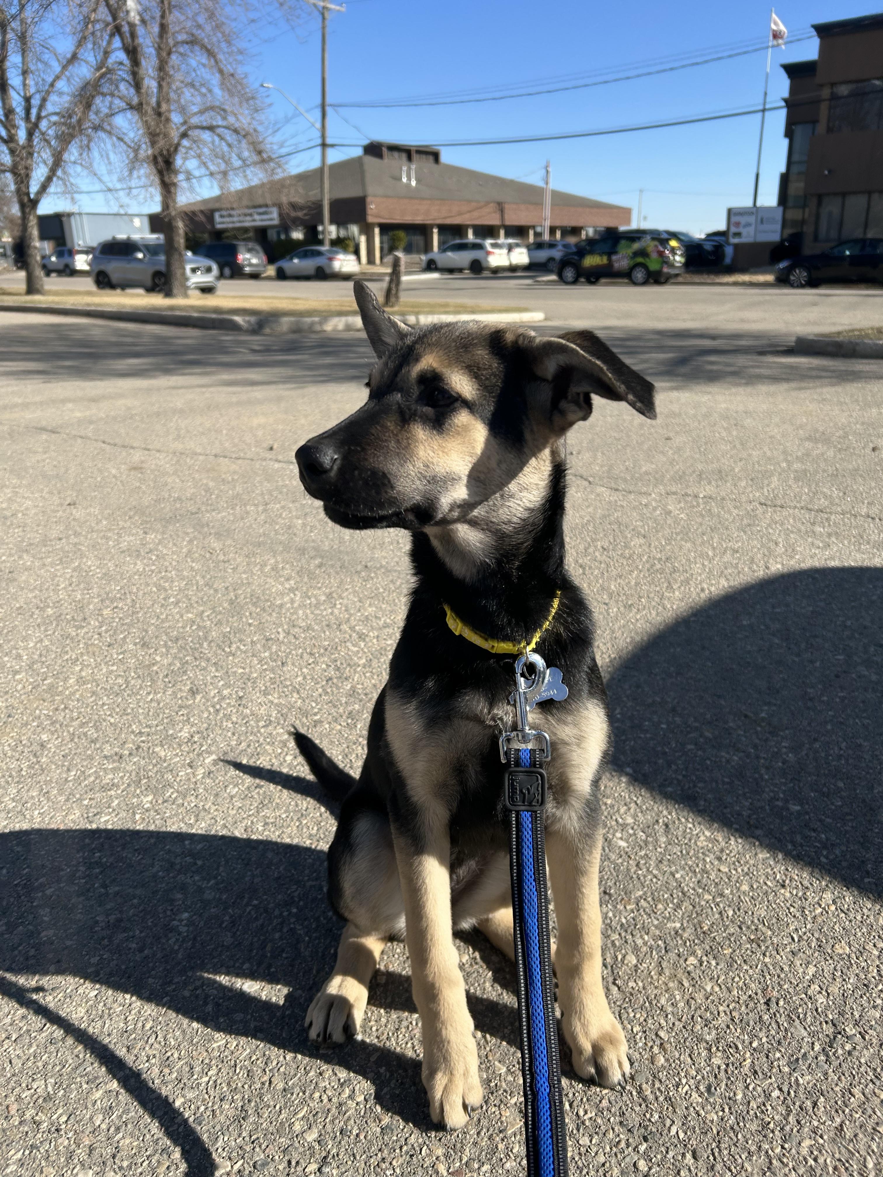 Enlarge Harley, a ADOPTABLE mixed breed in Saskatoon, SK image 3/5