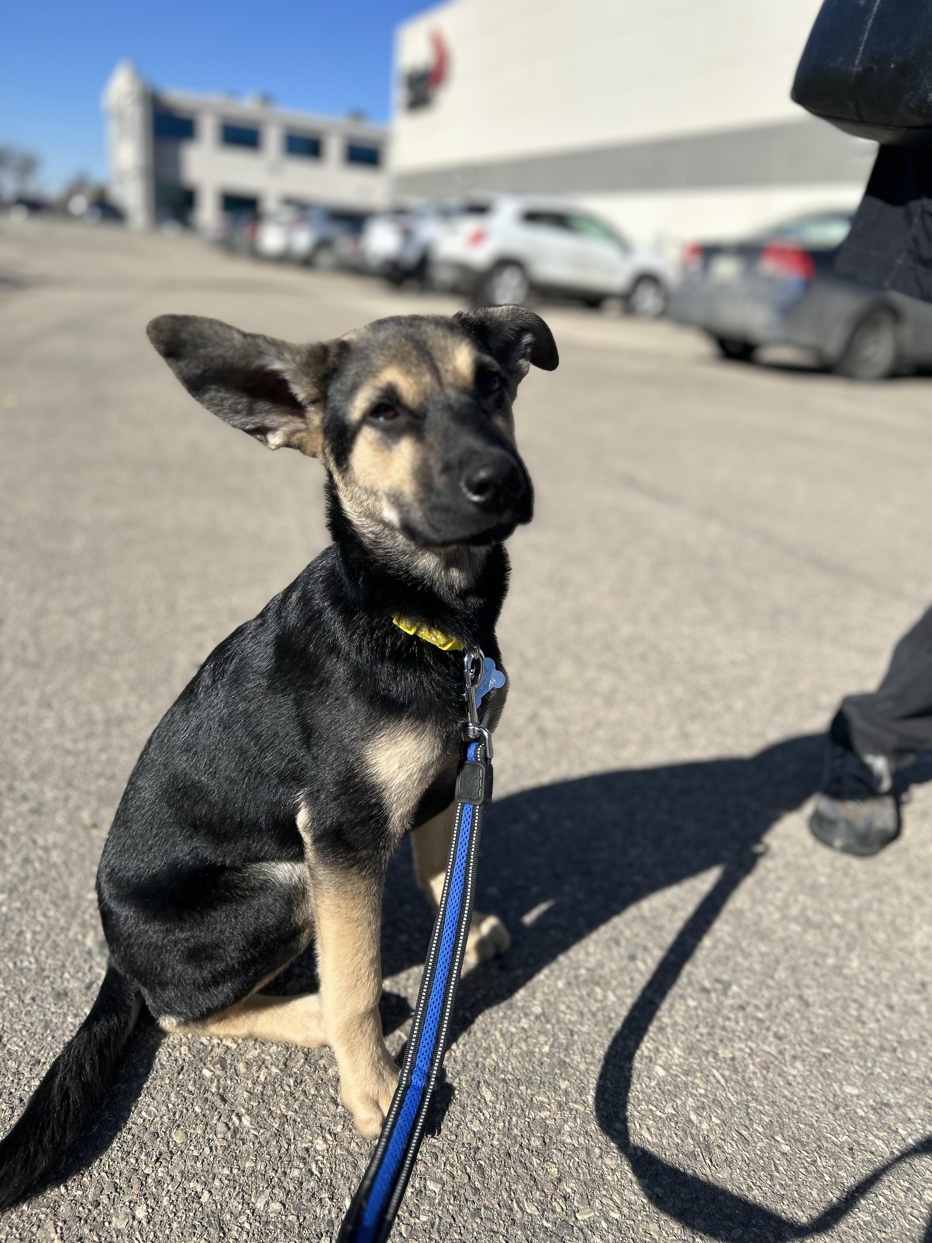 Enlarge Harley, a ADOPTABLE mixed breed in Saskatoon, SK image 2/5