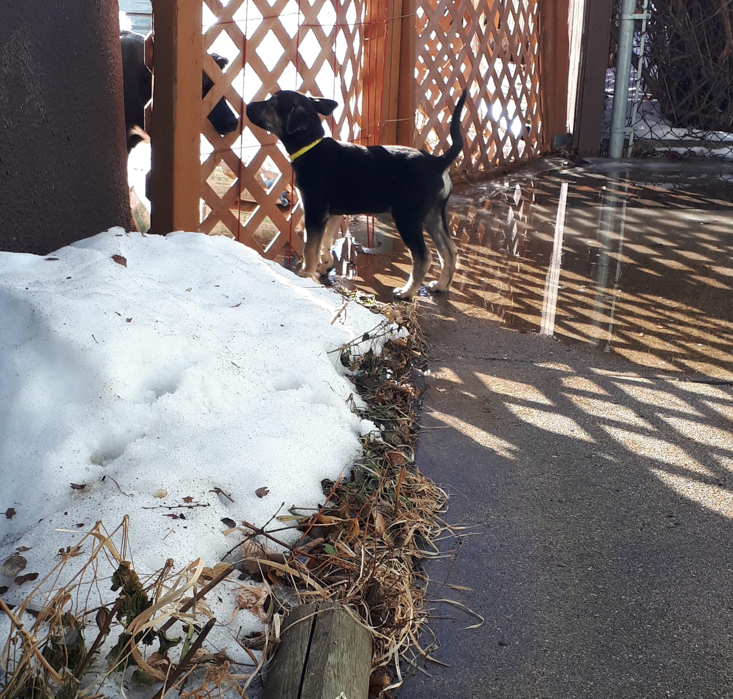 Enlarge Harley, a ADOPTABLE mixed breed in Saskatoon, SK image 4/6
