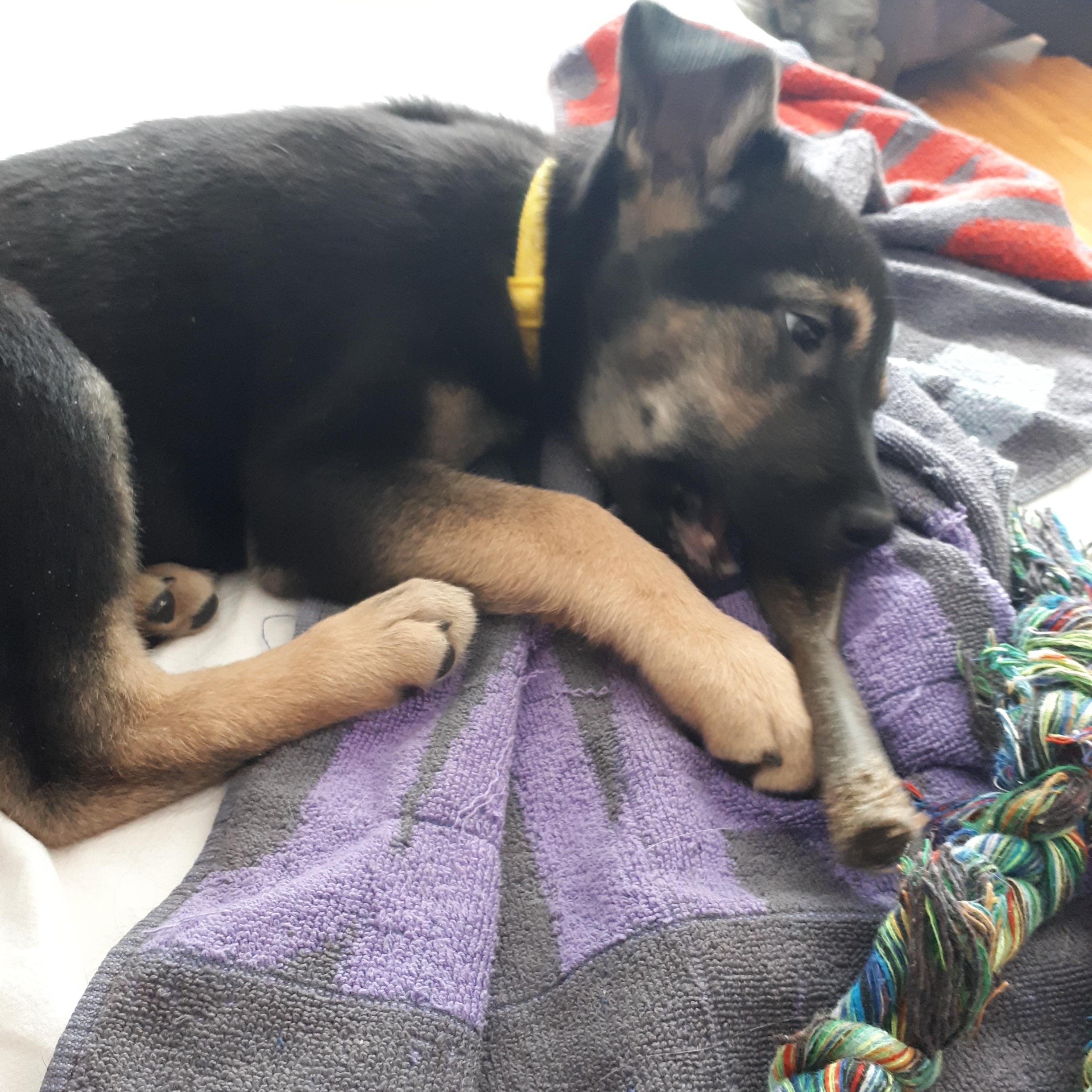 Enlarge Harley, a ADOPTABLE mixed breed in Saskatoon, SK image 3/6