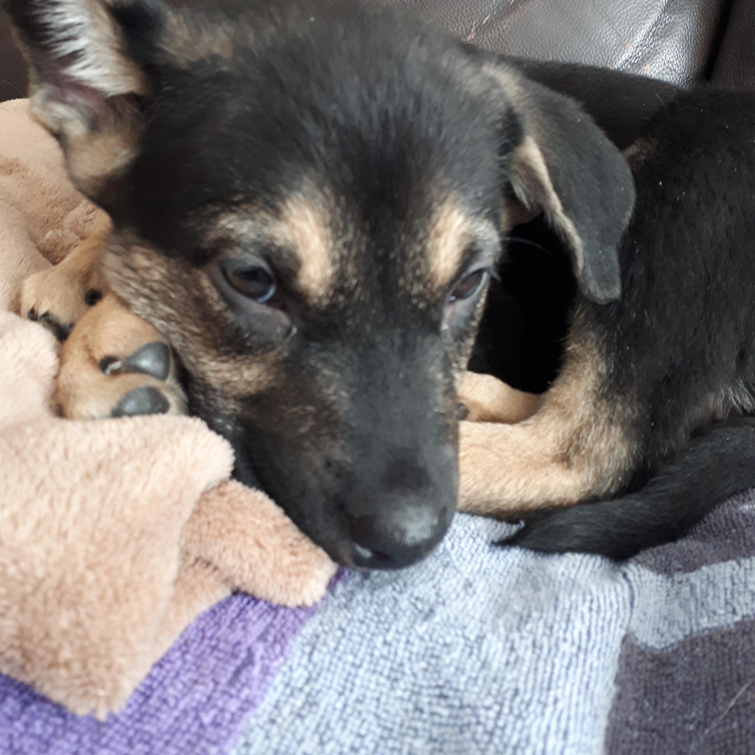 Enlarge Harley, a ADOPTABLE mixed breed in Saskatoon, SK image 5/6