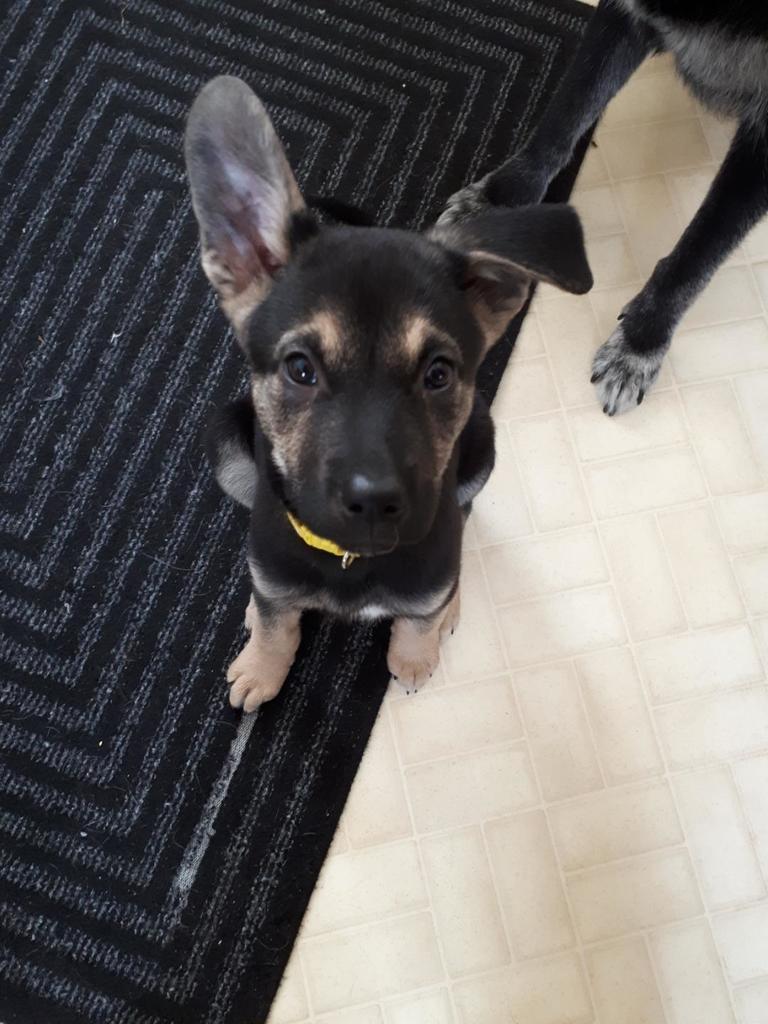 Enlarge Harley, a ADOPTABLE mixed breed in Saskatoon, SK image 6/6