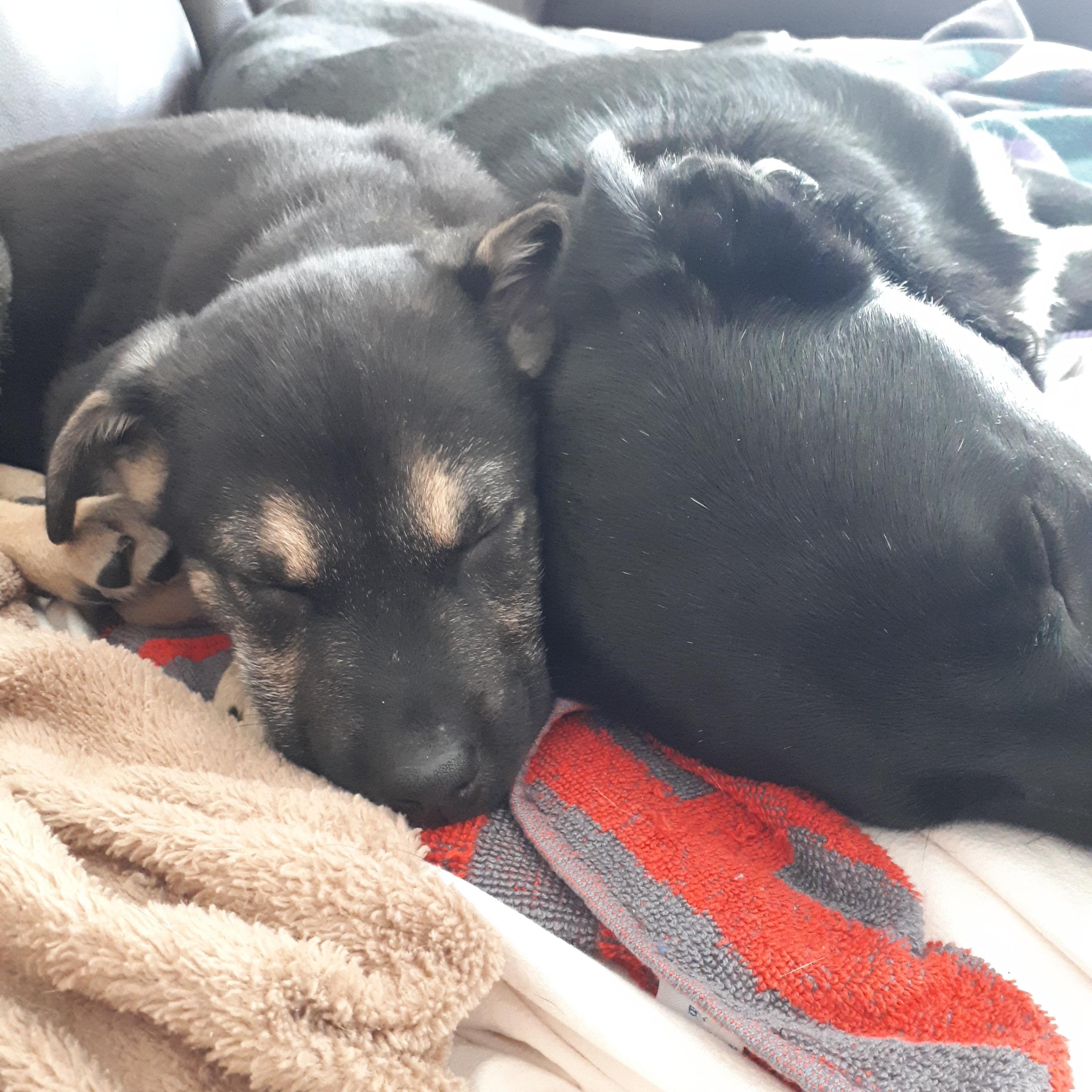 Harley, ADOPTABLE, Puppy Female Mixed Breed.