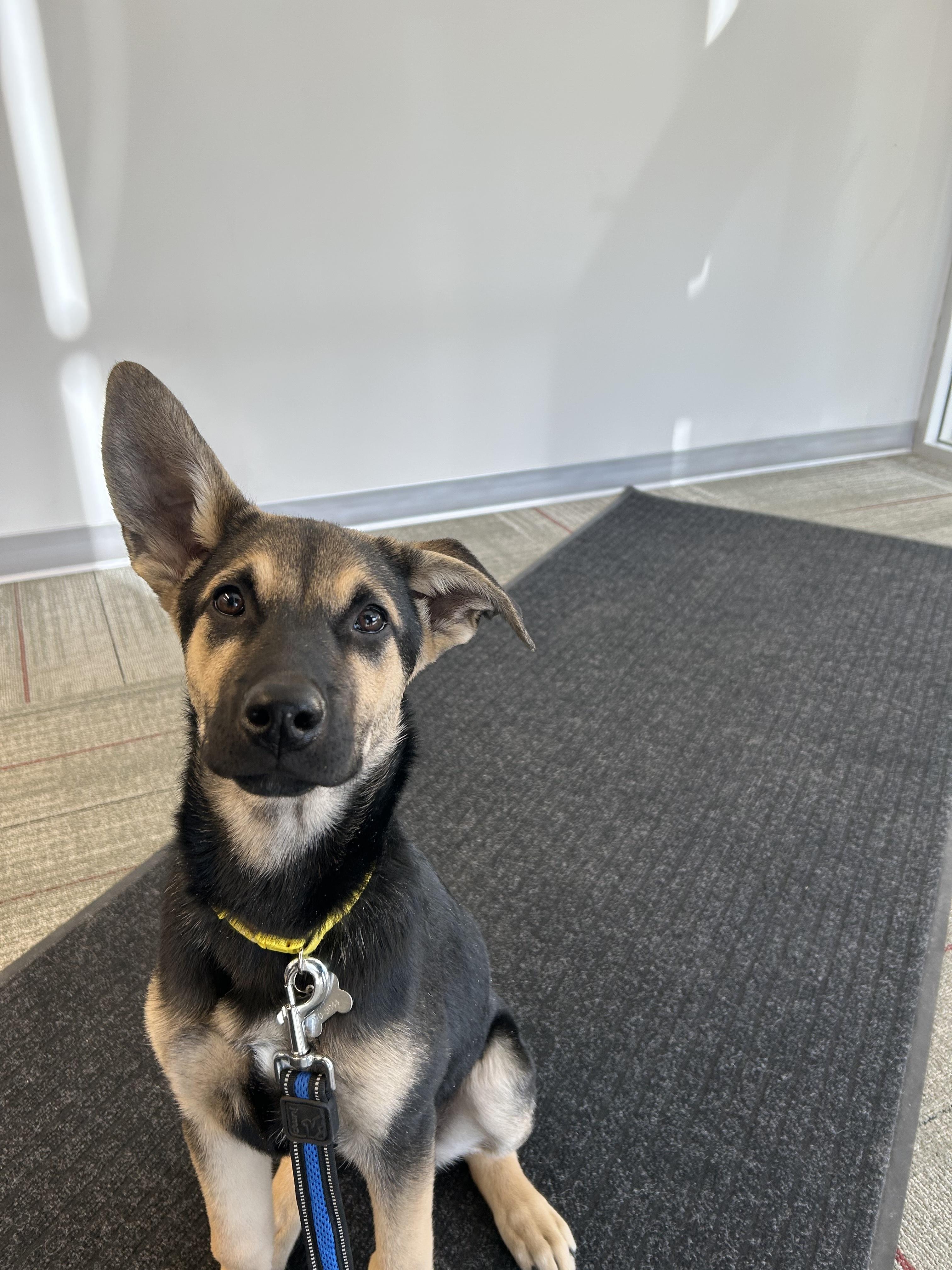 Enlarge Harley, a ADOPTABLE mixed breed in Saskatoon, SK image 1/5